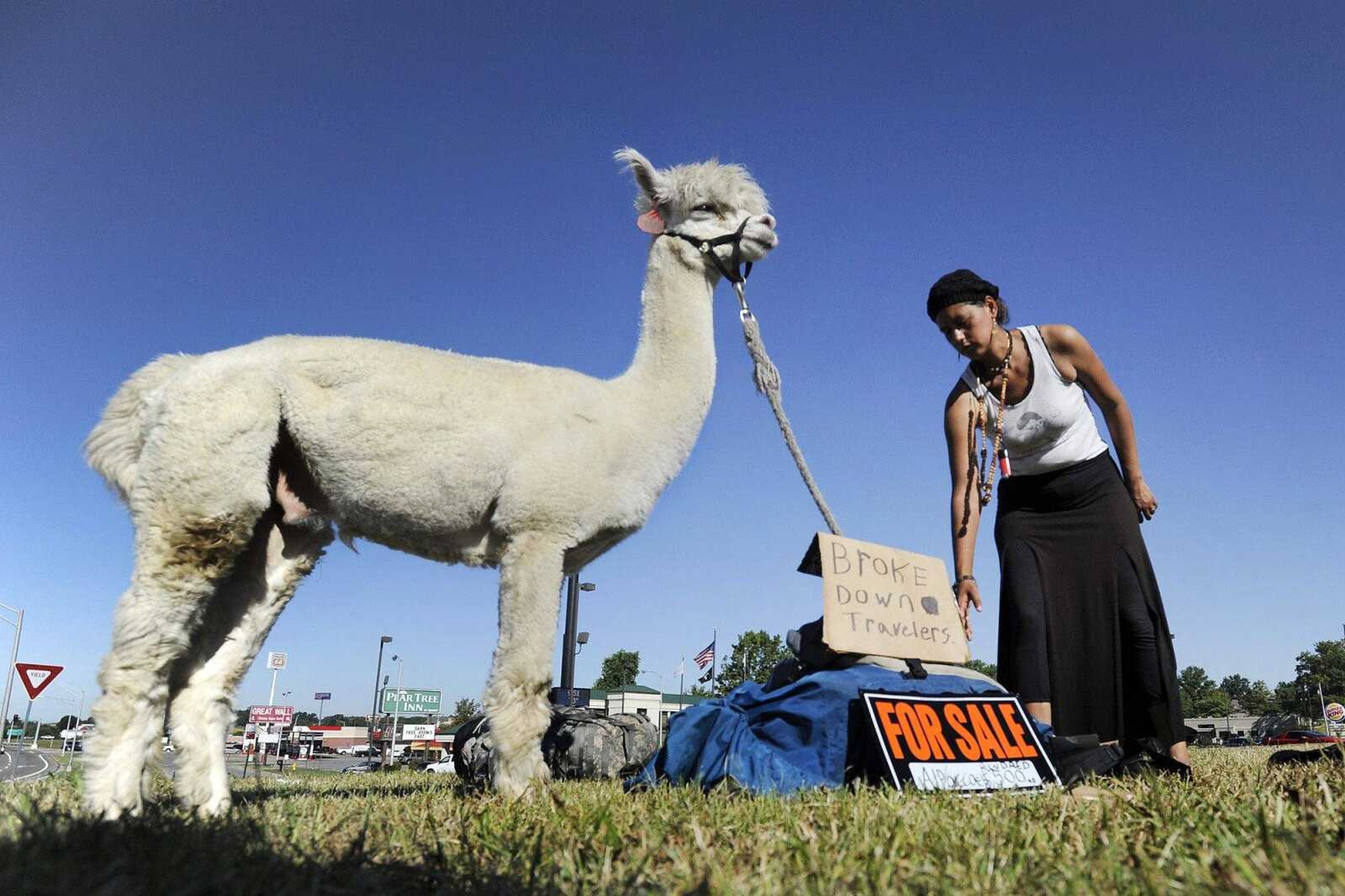 A woman tries to sell her group's alpaca at the corner of Mount Auburn Road and William Street on Sept. 23 in Cape Girardeau. (Laura Simon)