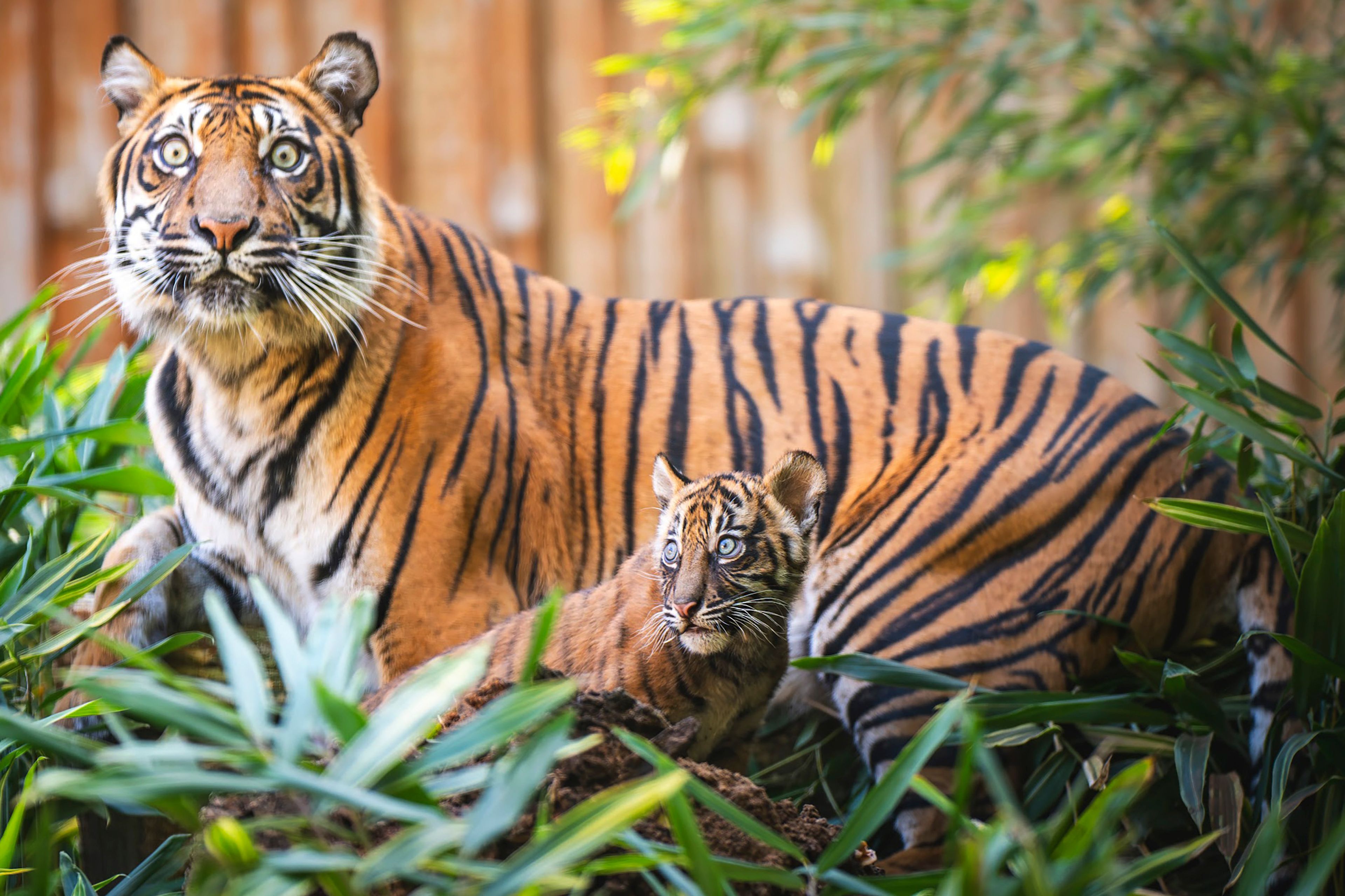 In this photo released by ZOO Wroclaw, Tigress Nuri with one of the four tiger cubs at the Wroclaw zoo, in Wrocław, Poland, Thursday Oct. 17, 2024. (ZOO Wrocław via AP)