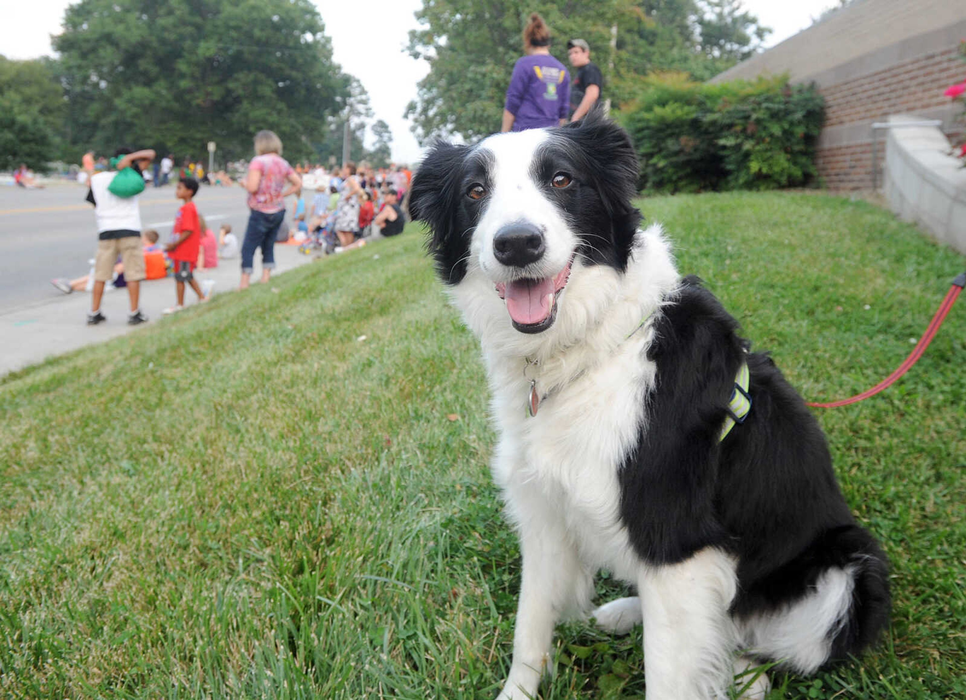 LAURA SIMON ~ lsimon@semissourian.com

Cammie the Border Collie watches the SEMO District Fair Parade head down Broadway, Monday, Sept. 9, 2013.