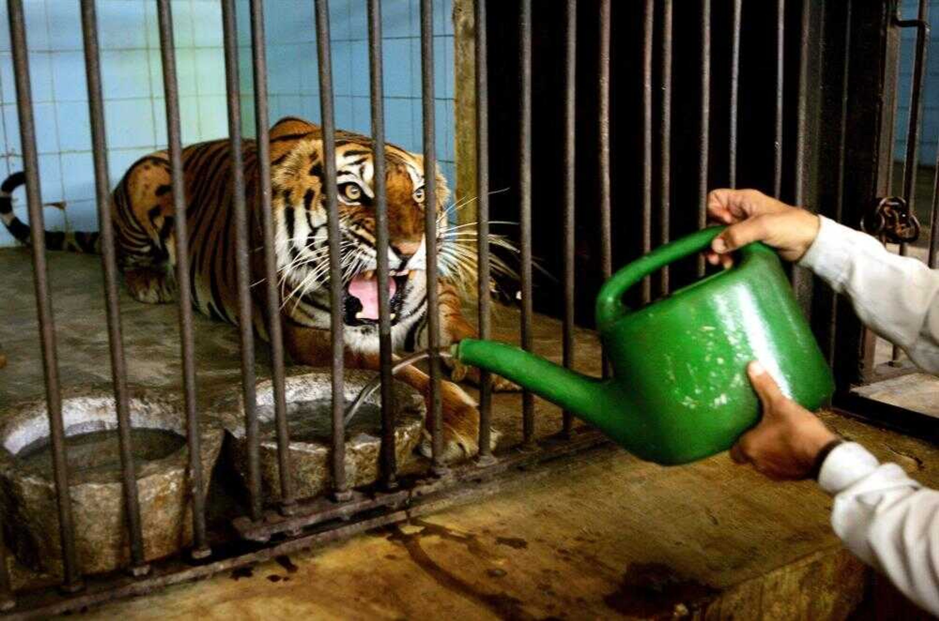 A Delhi Zoological Park employee filled the water dish in the cage of a royal Bengal tiger in New Delhi, India, on April 17. (Associated Press file)