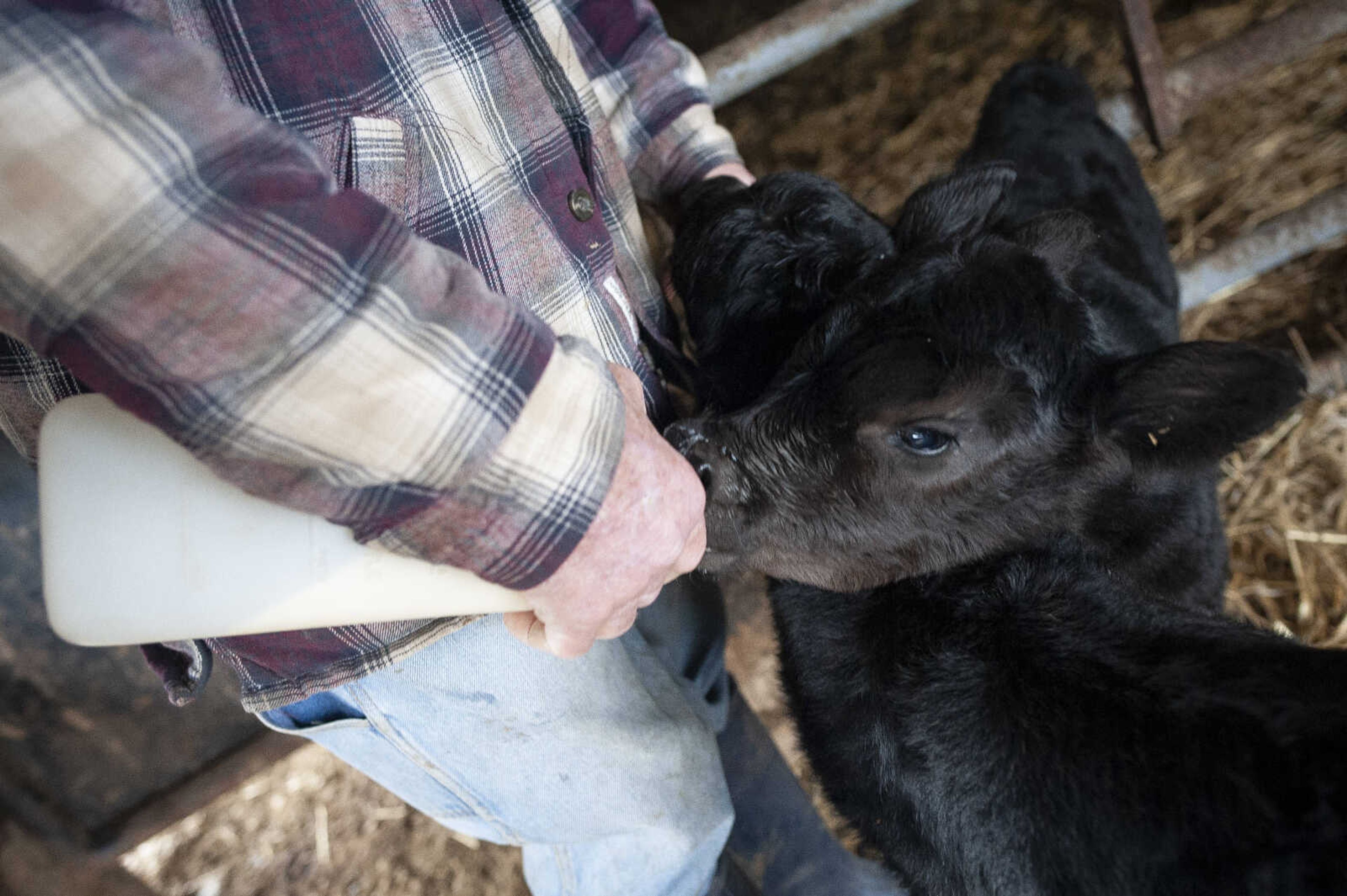 Larry Hahn bottle feeds a one-week-old triplet calf Wednesday, Feb. 5, 2020, at the Hahn family's farm in rural Bollinger County, Missouri. Larry's son, Lance Hahn, said generally they'll bottle feed the calves first before they feed from their mother. He said one cow, unless it's a dairy cow, can't really give enough milk for three cows. "She'd probably do fine with two, but three is quite a stretch," Lance said of the mother.