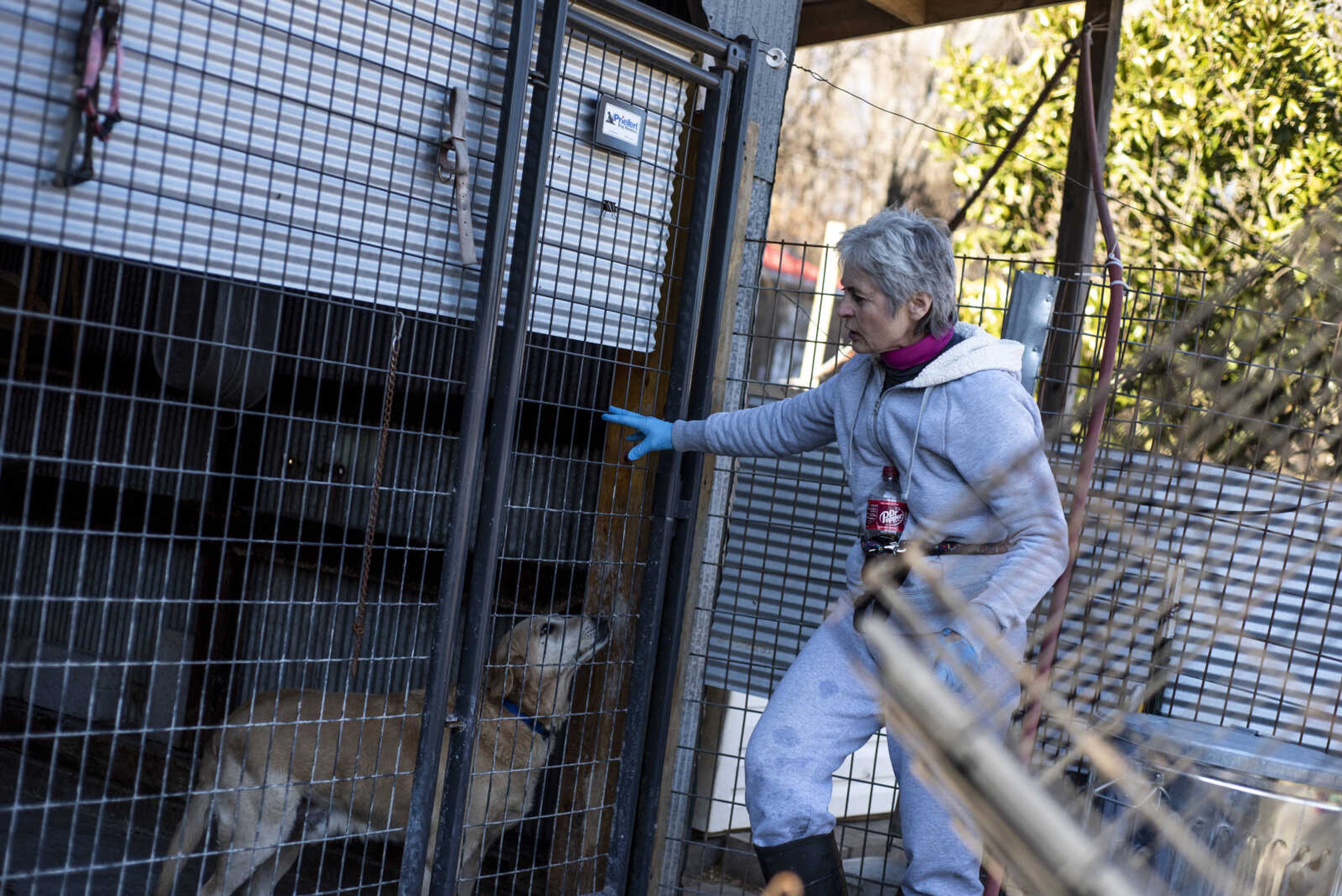 Marilyn Neville checks on her dogs who are quarantined at the Bollinger County Stray Project Wednesday Jan. 9, 2019, in Zalma.