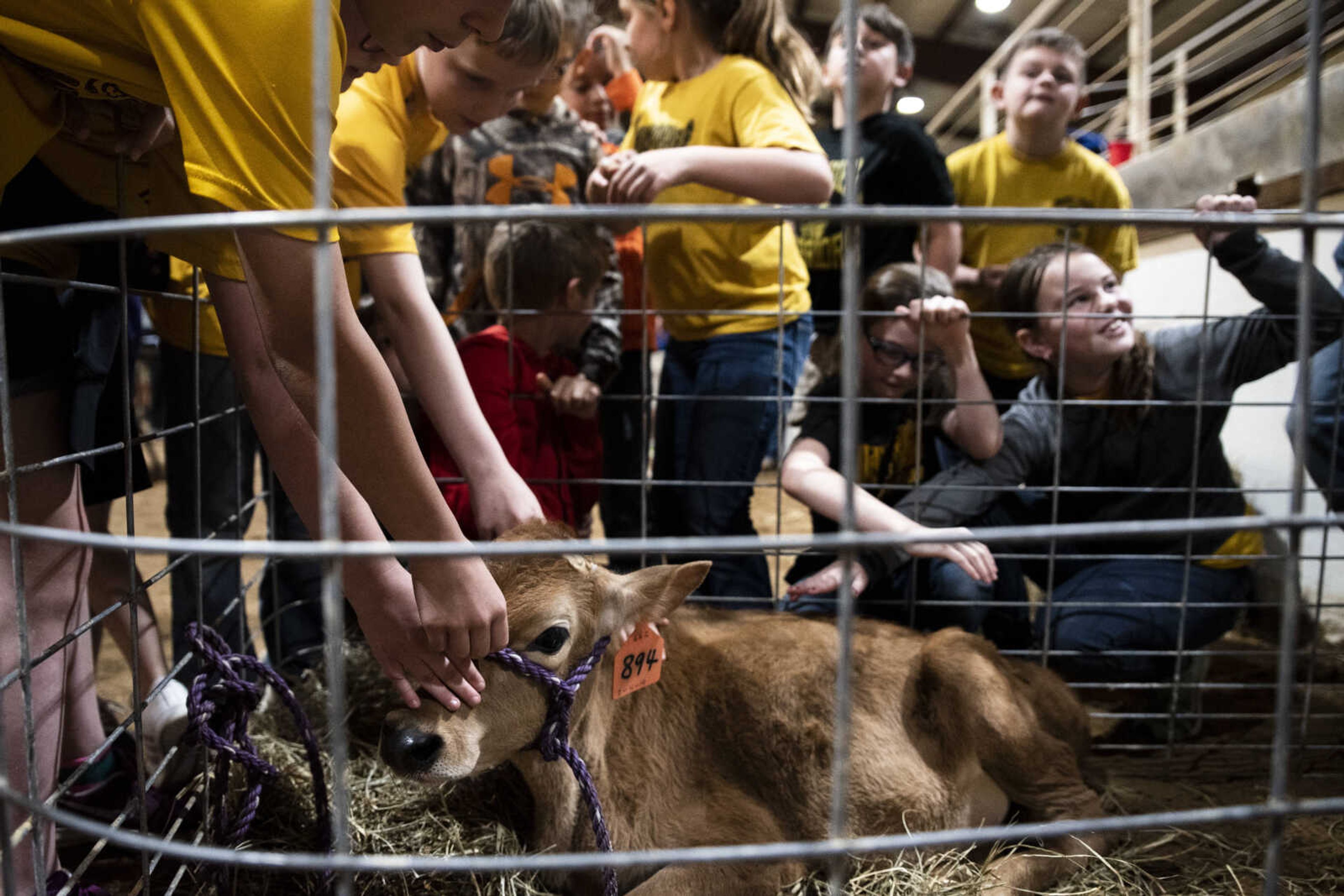 Third graders from Immanuel Lutheran School in Perryville pet a 2-month-old jersey cow during the 24th annual Farm Day sponsored by the Southeast Missouri Cattlemen's Association at Flickerwood Arena Wednesday, April 24, 2019, in Jackson. Over 800 students attended Farm Day and learned about a variety of farm-related topics from forestry to soil conservation, as well as farm animals and honey bees.