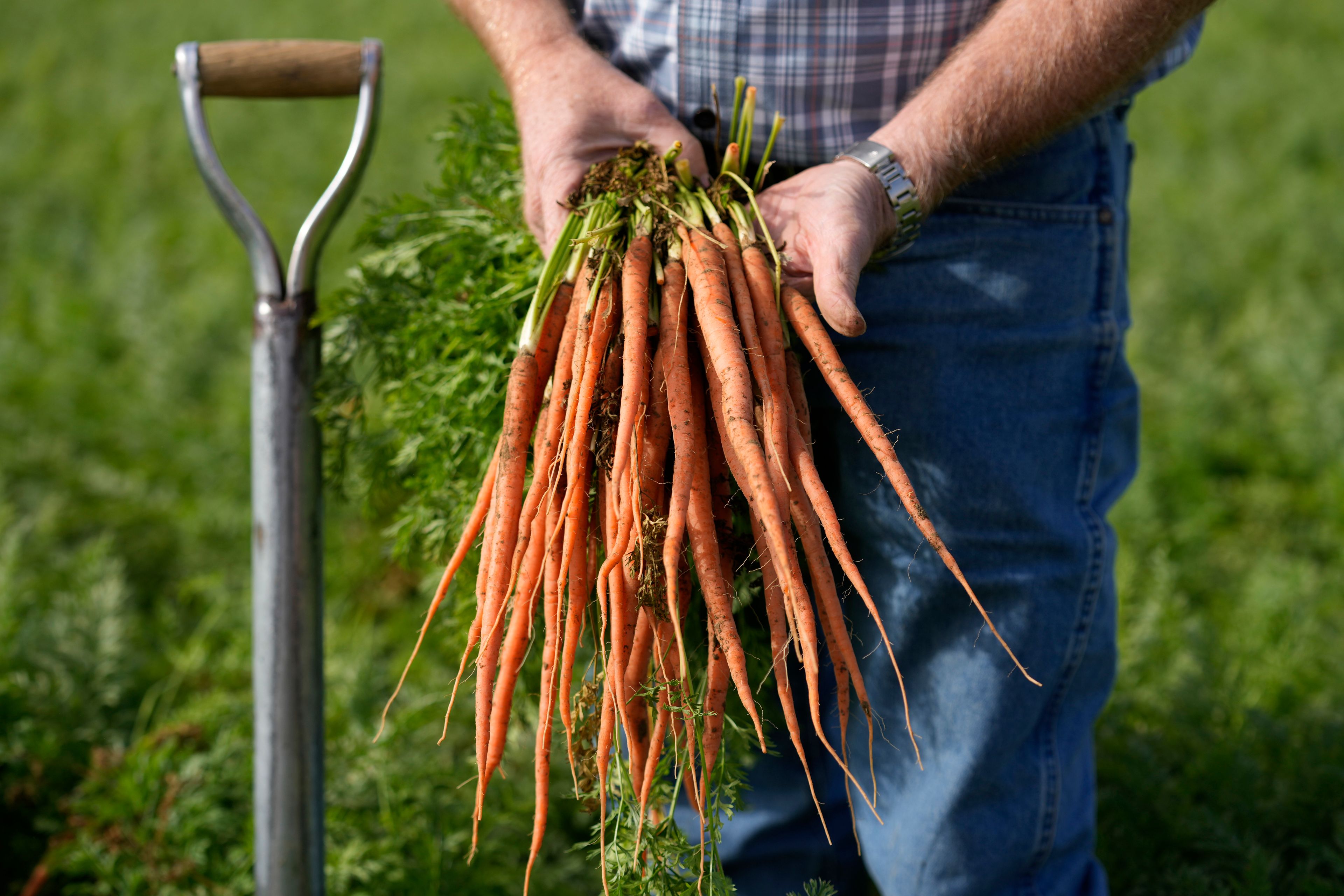 CDC warns of carrot recall believed to have caused dozens of E. coli illnesses, one death