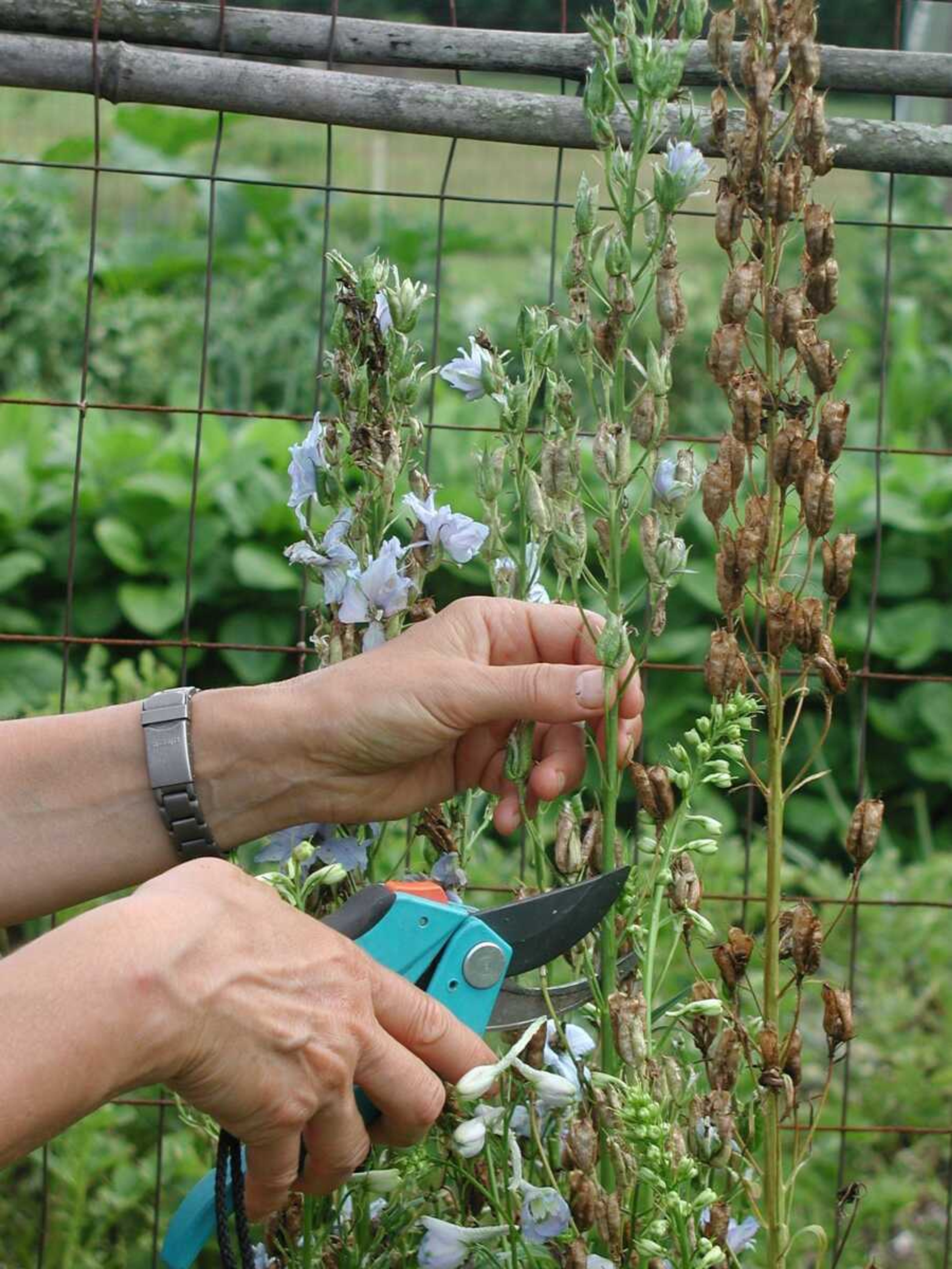 This photo shows delphinium flower stalks being cut back in New Paltz, New York. Cutting back spent flower stalks of some perennials, such as delphinium, can result in a repeat performance later in the season.