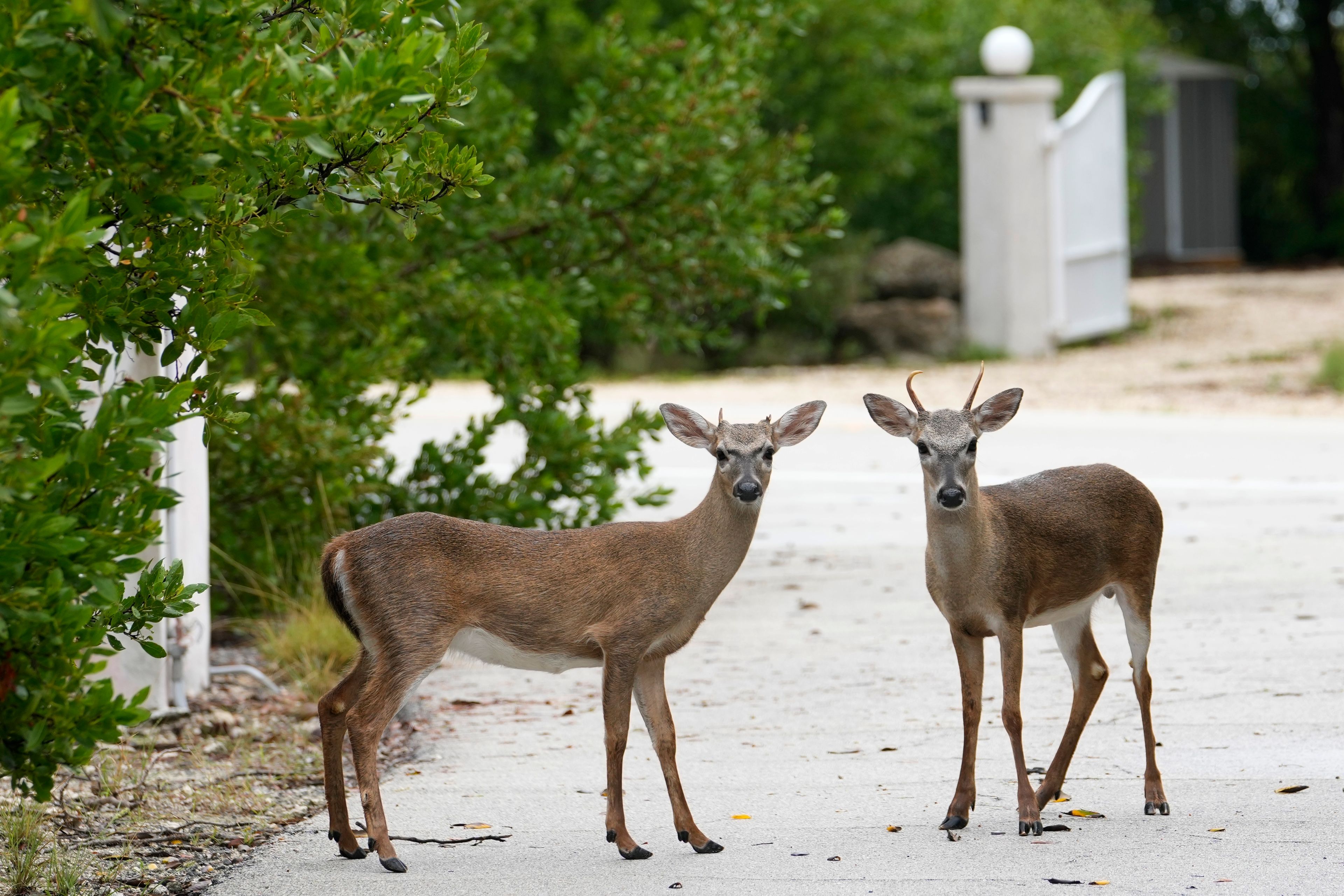 Key Deer, the smallest subspecies of the white-tailed deer that have thrived in the piney and marshy wetlands of the Florida Keys, walk in a residential neighborhood Wednesday, Oct. 16, 2024, in Big Pine Key, Fla. (AP Photo/Lynne Sladky)