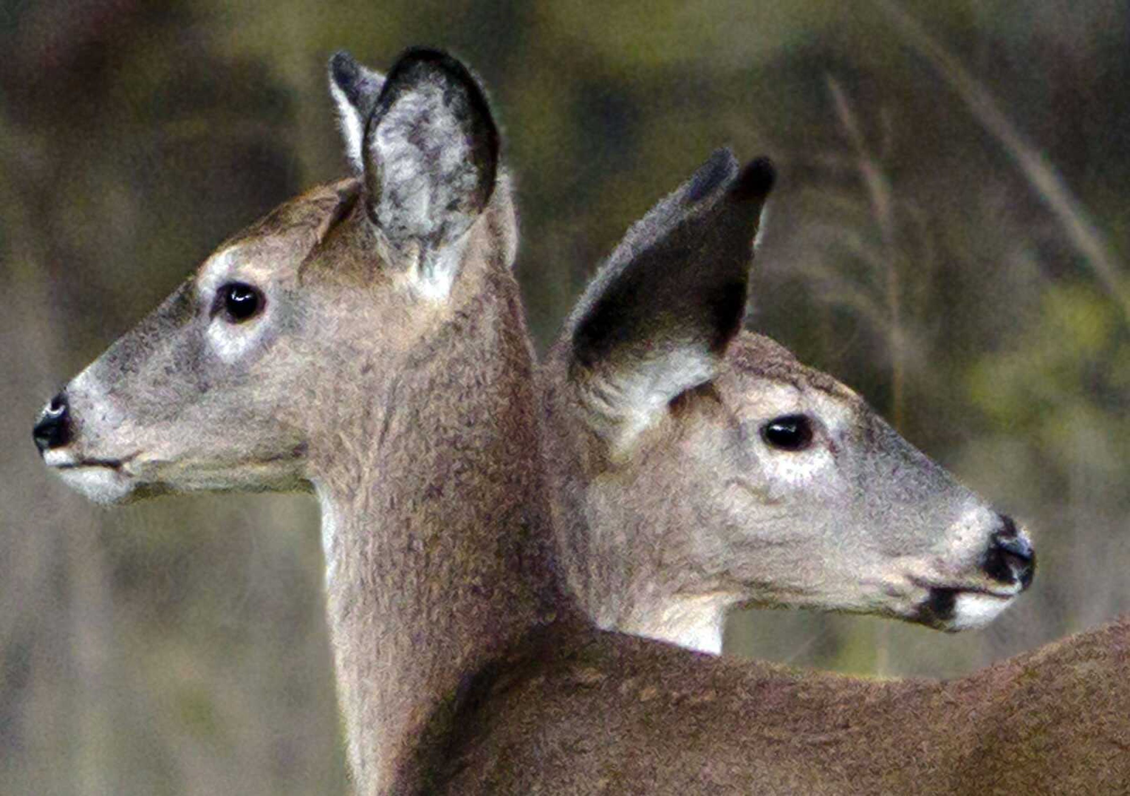 Two wild deer roam at Fleming Park in Blue Springs, Mo, in November. Deer-breeding businesses in Missouri insist their animals have superior genetics and help maintain wild-deer populations. (Allison Long ~ The Kansas City Star)