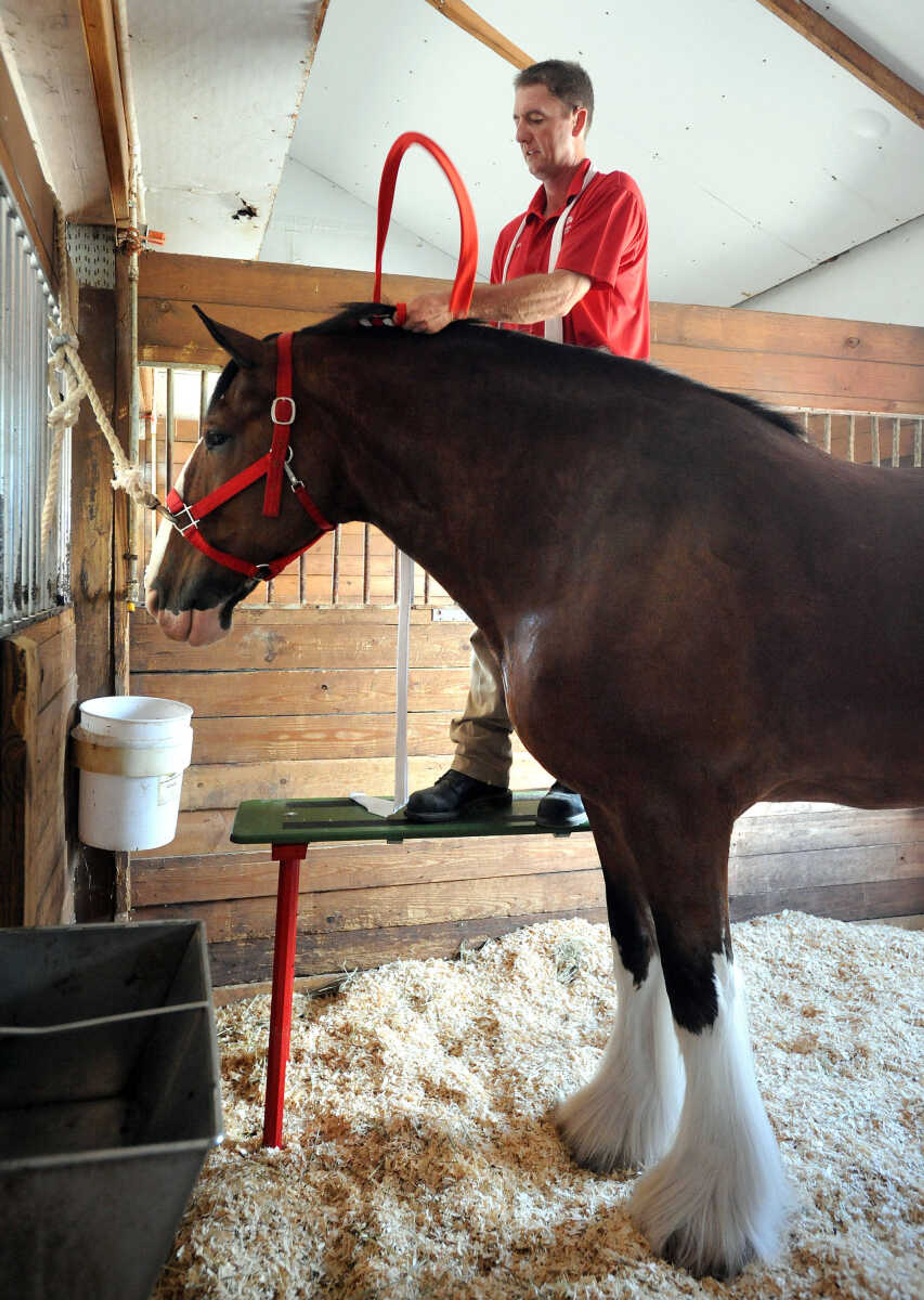 LAURA SIMON ~ lsimon@semissourian.com

Dennis Knepp braids Sparky's mane for the Budweiser Clydesdale's demonstration at The Hope Theraputic Horsemanship Center in Perryville, Missouri, Friday, June 20, 2014.