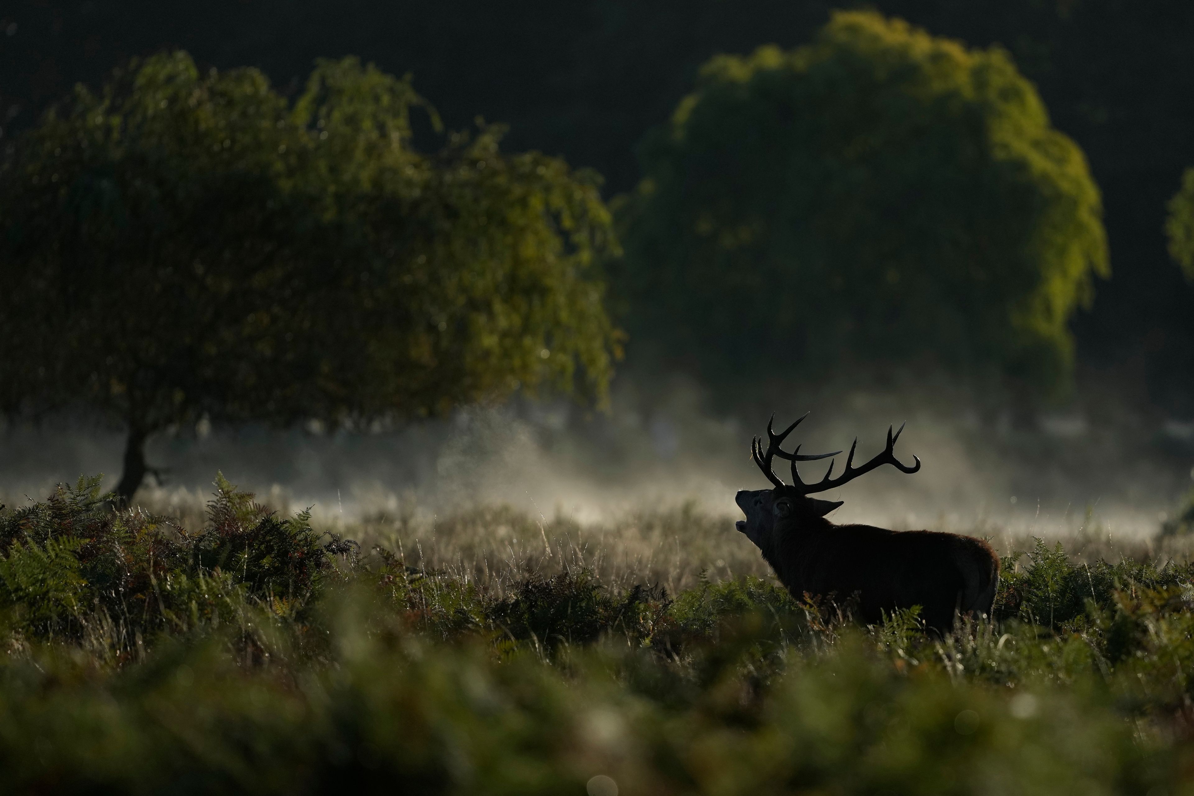 FILE- A Stag in rut bellows in early morning mist Bushy Park southwest London, Saturday, Sept. 28, 2024. Wild deer numbers have dramatically multiplied in recent decades and there are now more deer in England than at any other time in the last 1,000 years, according to the Forestry Commission, the government department looking after England's public woodland. (AP Photo/Alastair Grant)