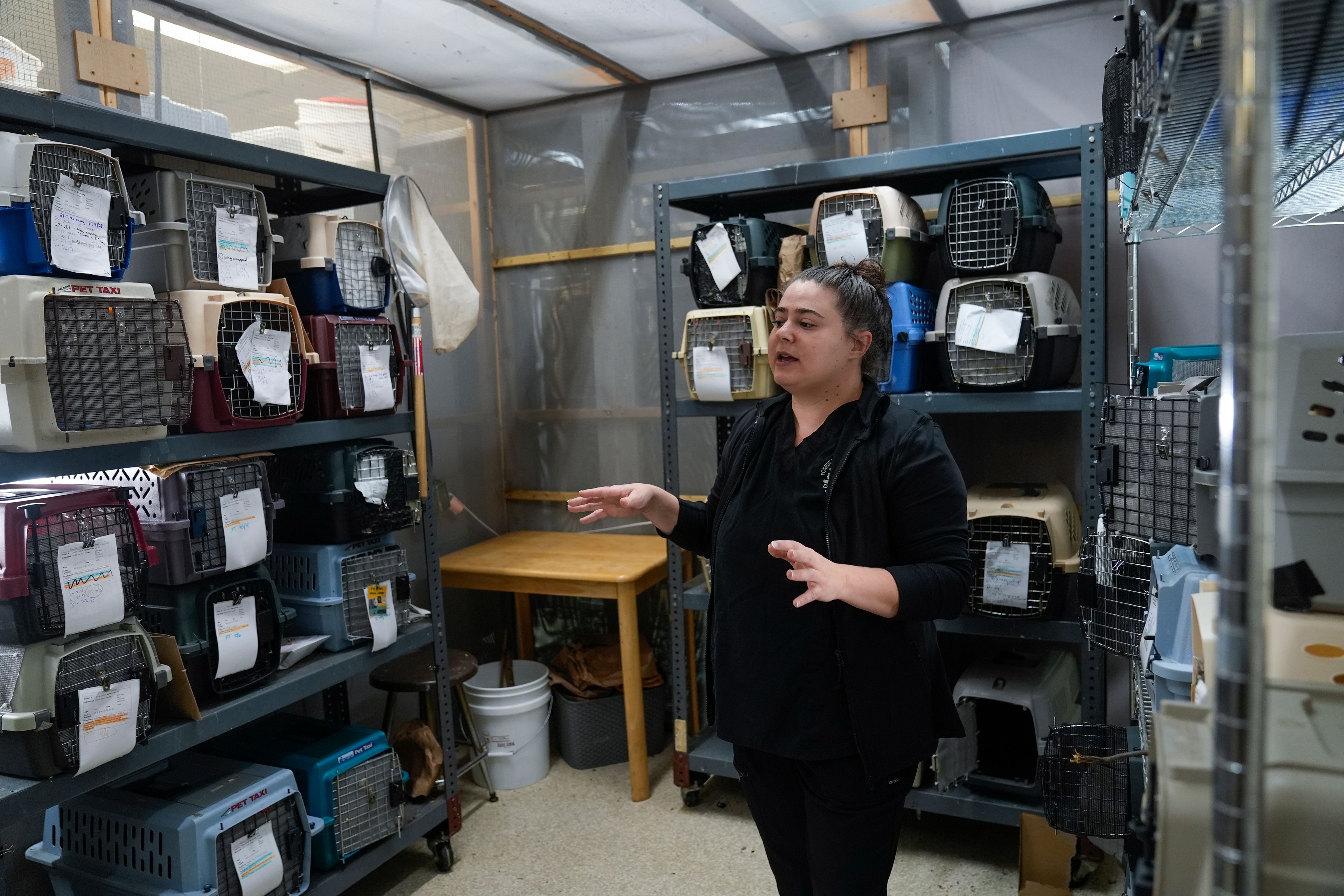 Sarah Reich, head veterinarian at the DuPage Wildlife Conservation Center, speaks about the types of migratory bird species she and her staff receive for rehabilitation care Friday, Oct. 4, 2024, in Glen Ellyn, Ill. (AP Photo/Erin Hooley)