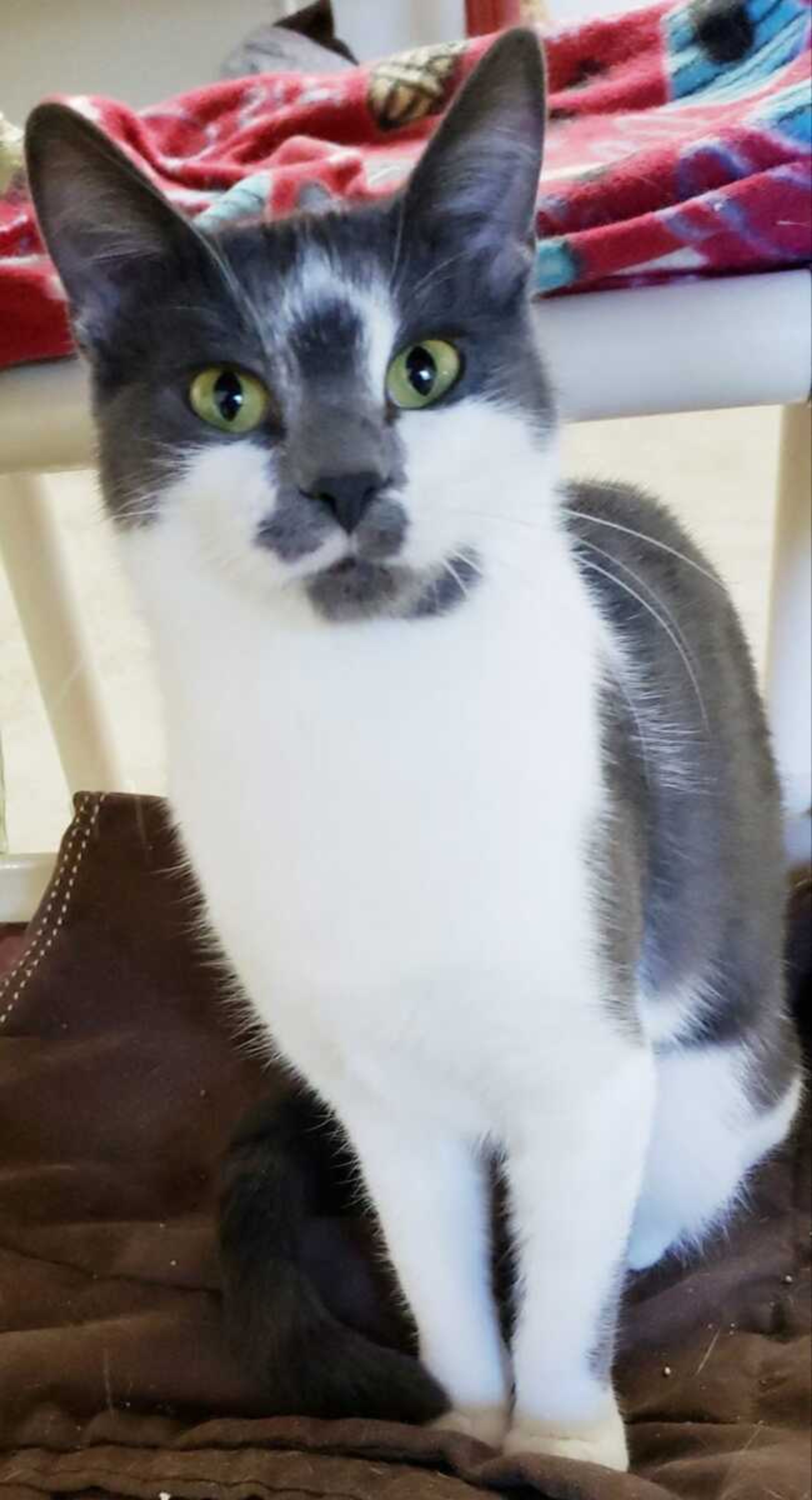 This pretty young female is Cypress. She is so anxious to be part of a loving family. If you are ready for a rewarding experience, come see us at Safe Harbor. Call (573) 243-9823.