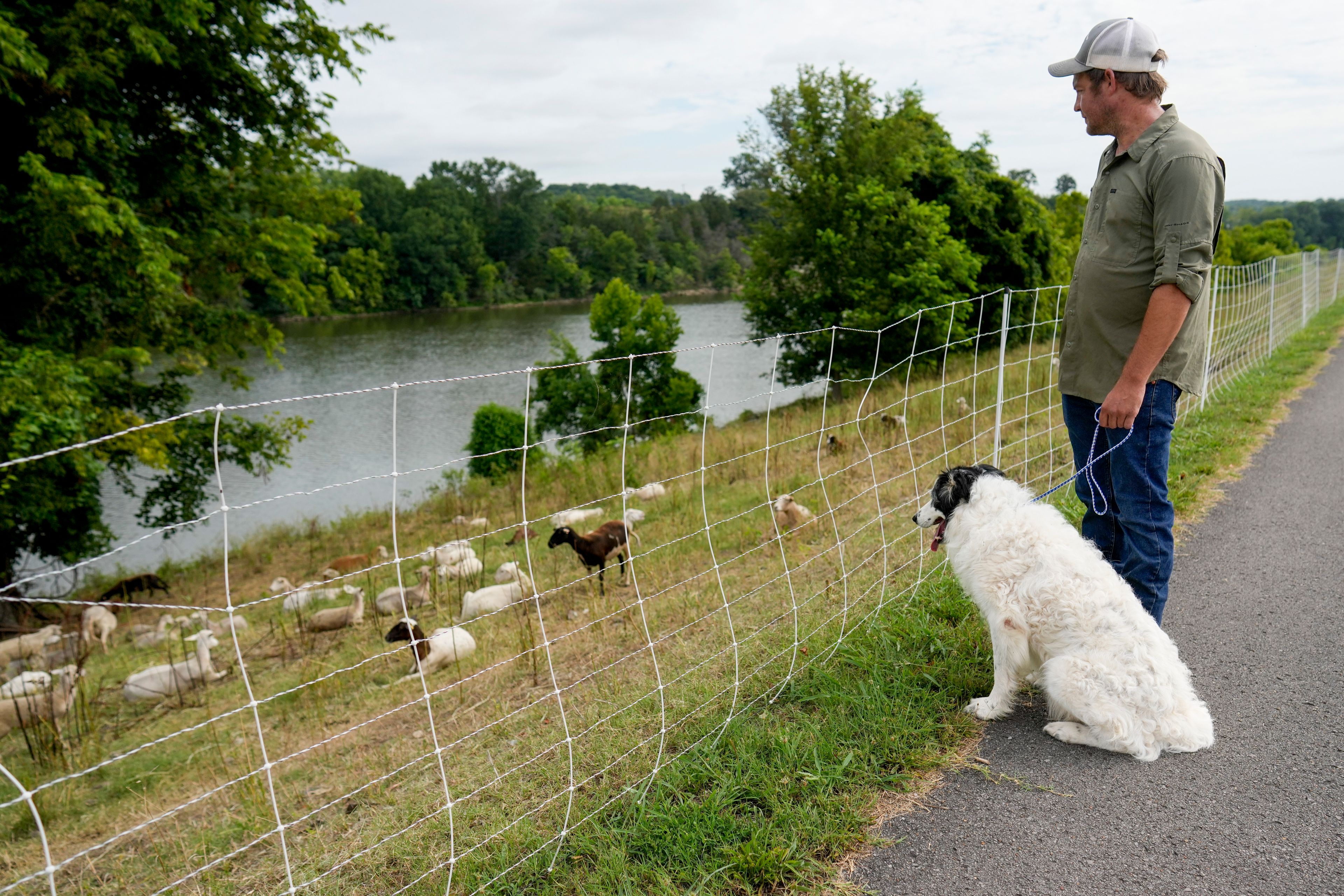 Zach Richardson, owner of the Nashville Chew Crew, looks over his flock of sheep with his herding dog Doug along the Cumberland River bank Tuesday, July 9, 2024, in Nashville, Tenn. The sheep are used to clear out overgrown weeds and invasive plants in the city's parks, greenways and cemeteries. (AP Photo/George Walker IV)