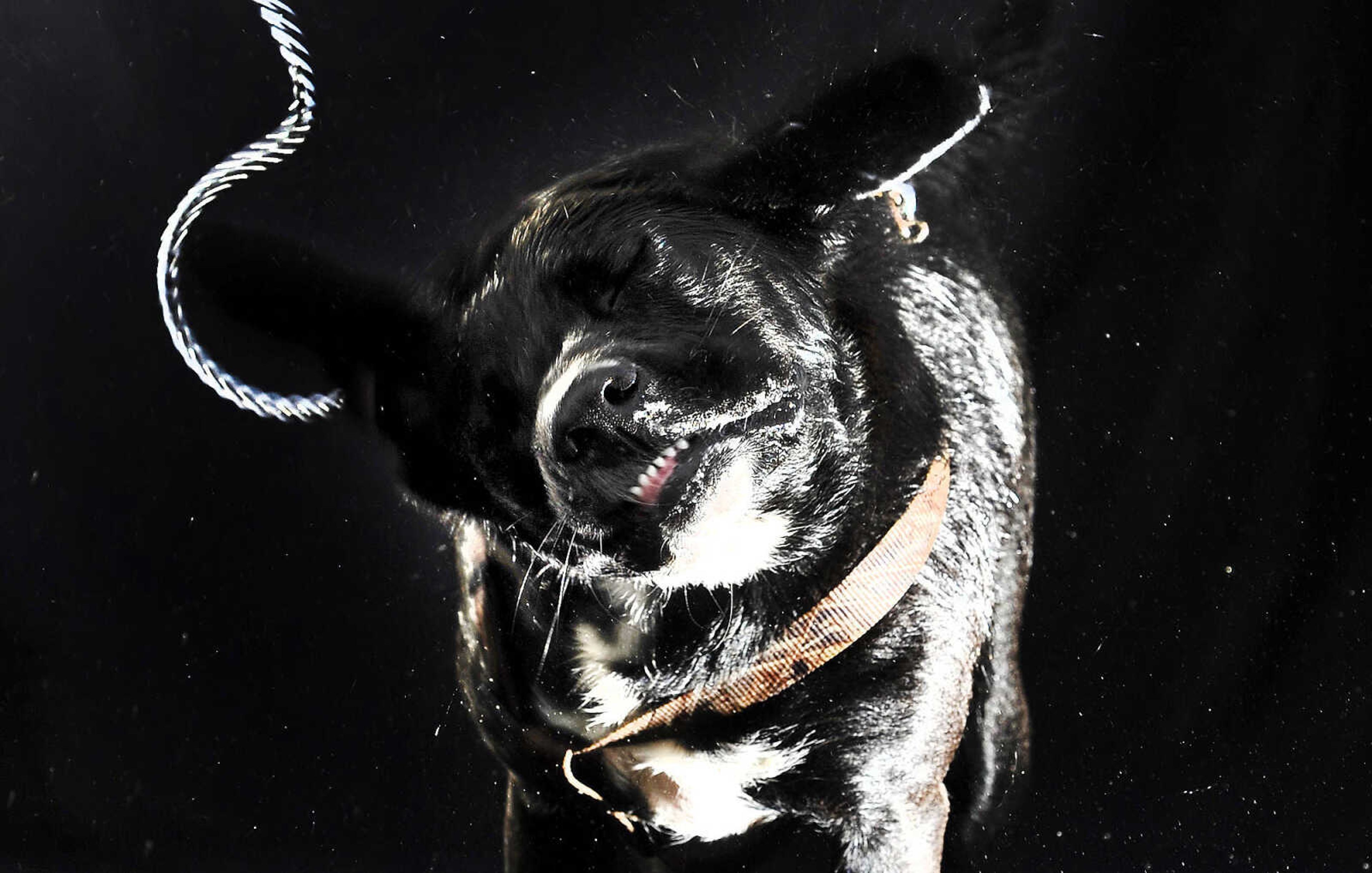 LAURA SIMON ~ lsimon@semissourian.com

Doggy Swim Day at Cape Splash, Sunday, Sept. 27, 2015, in Cape Girardeau. Leashed dogs got to swim and play in the lazy river and swimming pools with their owners. Proceeds from event benefit the Cape Girardeau Parks and Recreation Foundation.