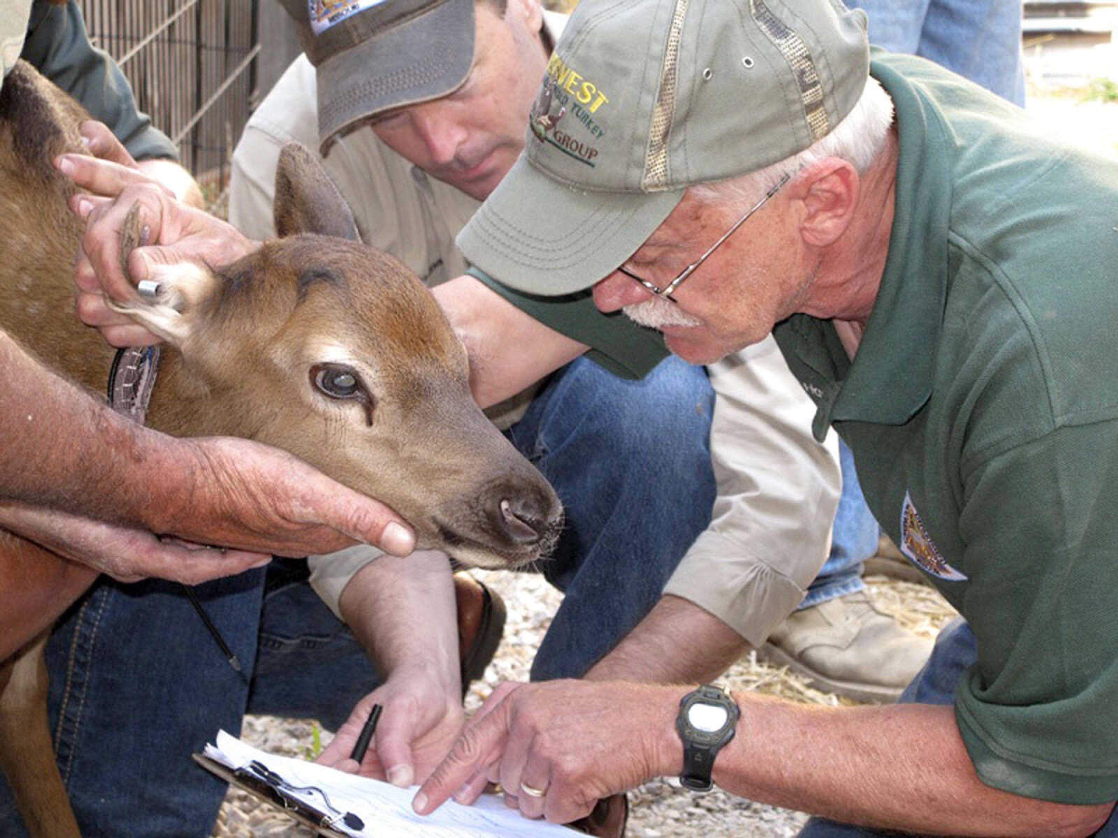 Cervid Biologist Lonnie Hanson and Missouri Department of Conservation Director Bob Ziehmer dress a newborn elk calf with a radio collar and ear tag. (MDC photo by Candice Davis)