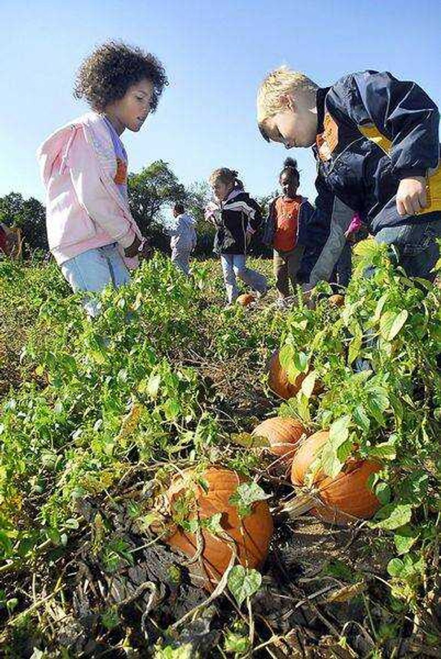 FRED LYNCH ~ flynch@semissourian.com
Olivia Beasley and Tyler Helm search for the right pumpkin to take home while on a field trip with kindergarten students from Blanchard Elementary School Thursday at Beggs Family Farm near Blodgett, Mo.