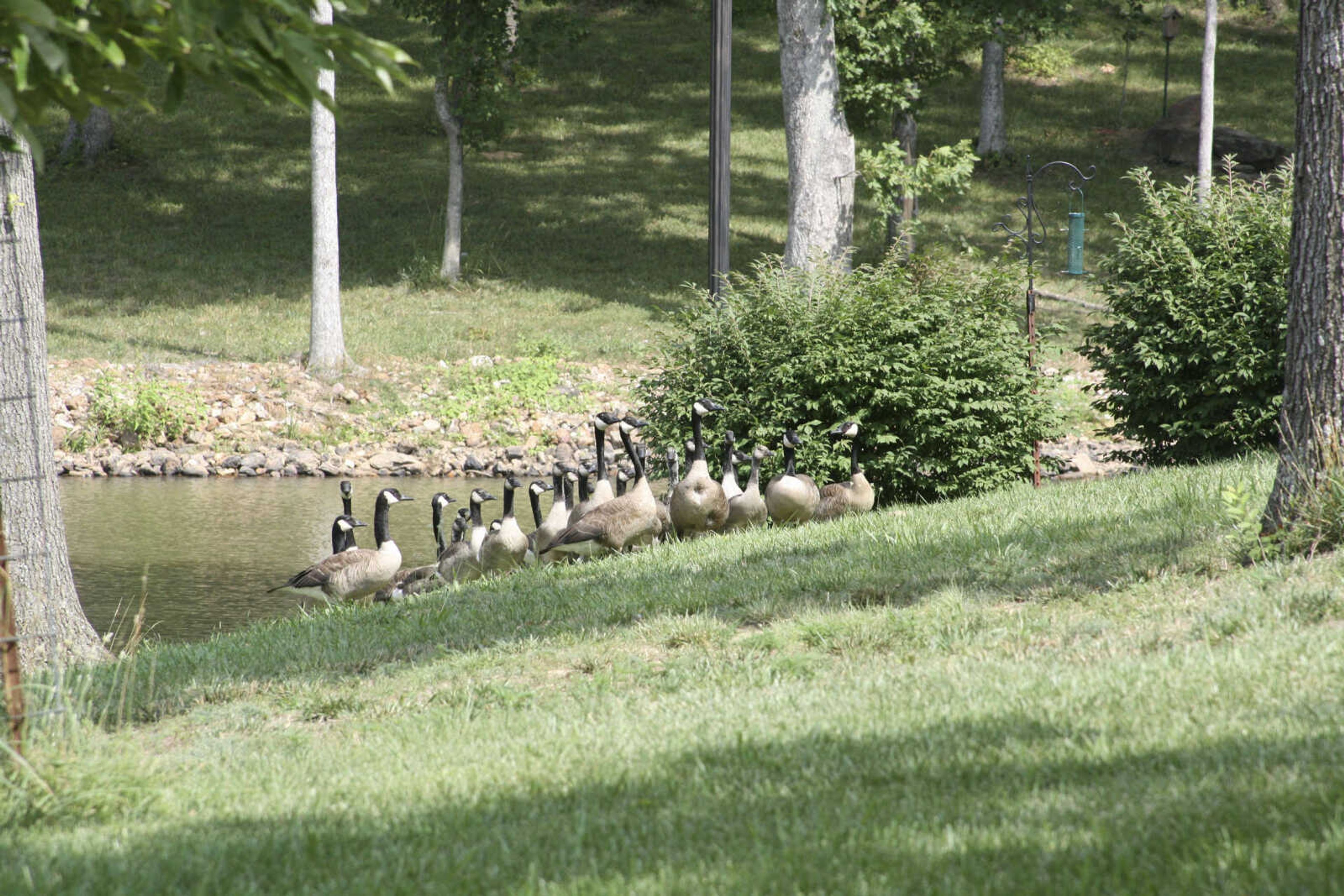 A gaggle of Canada geese near Bent Creek in Jackson cluster together just before they were gathered and examined by Missouri Department of Conservation employees Thursday. (Missouri Department of Conservation photo by AJ Hendershott)