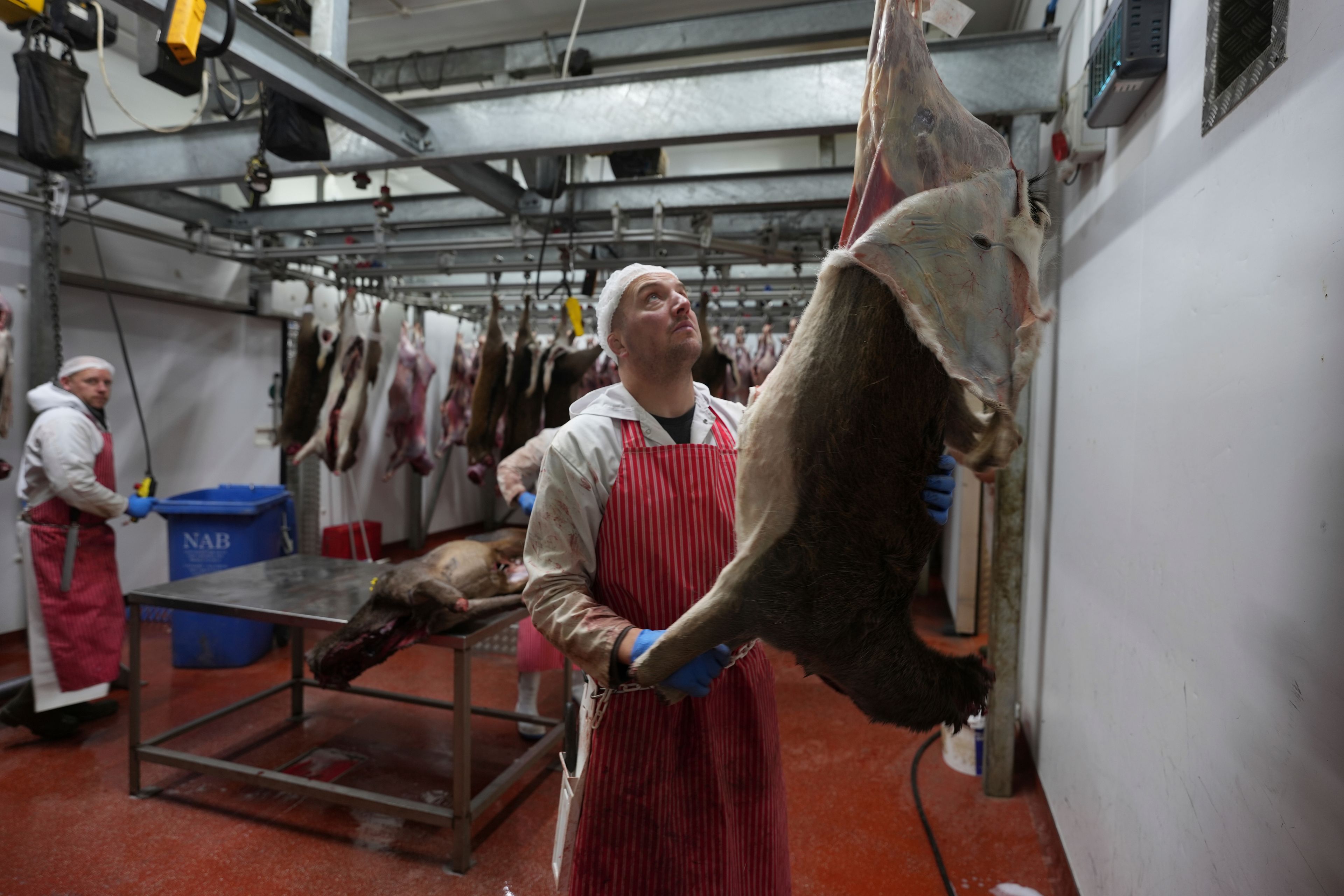 Deer carcasses are processed by butchers at Ben Rigby's venison meat facility in Mundon, England, Thursday, Oct. 31, 2024. Wild deer numbers have dramatically multiplied in recent decades and there are now more deer in England than at any other time in the last 1,000 years, according to the Forestry Commission, the government department looking after England's public woodland. (AP Photo/Alastair Grant)