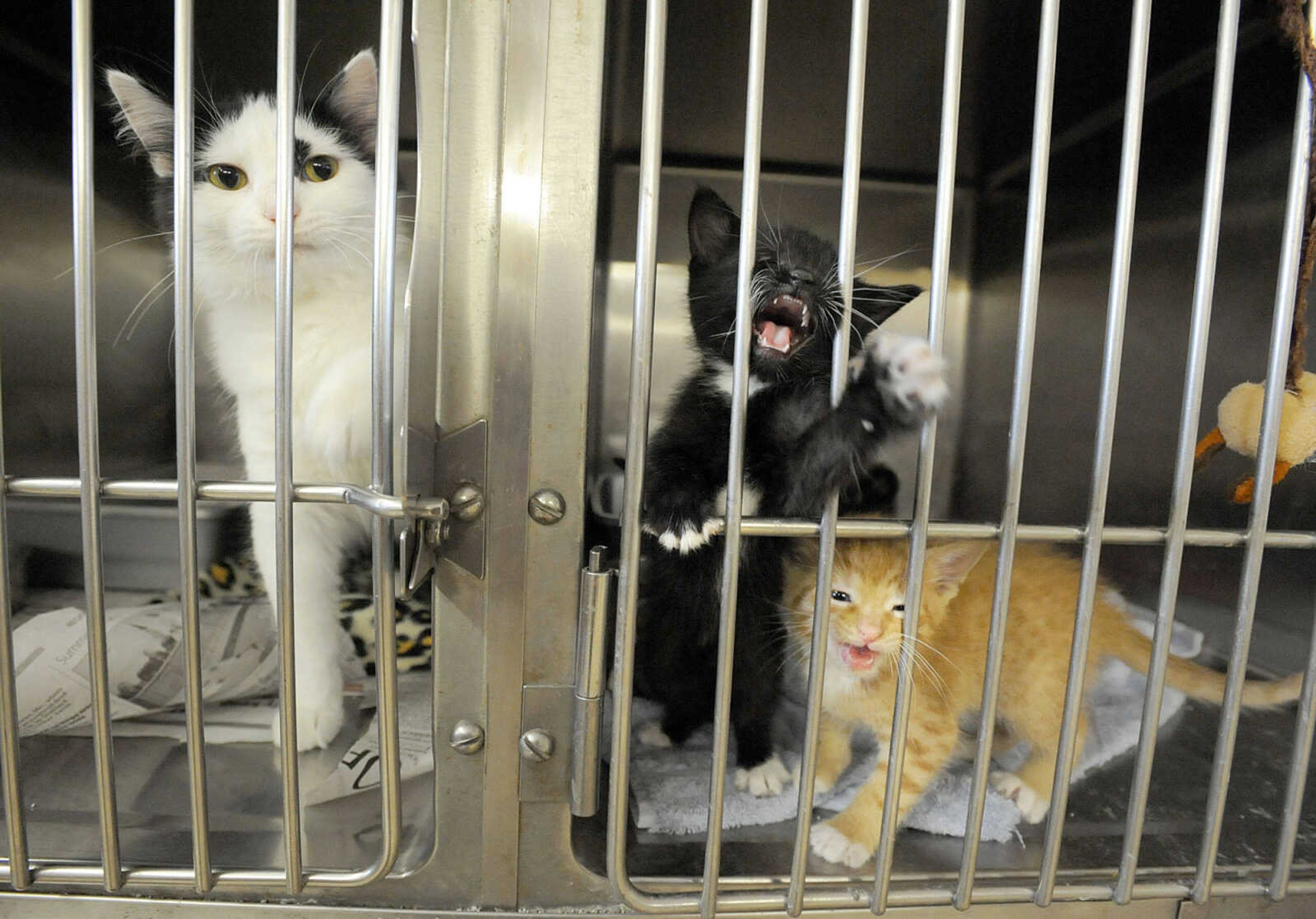 LAURA SIMON ~ lsimon@semissourian.com
Just one of many animals up for adoption Tuesday, May 8, 2012 at the Humane Society of Southeast Missouri.