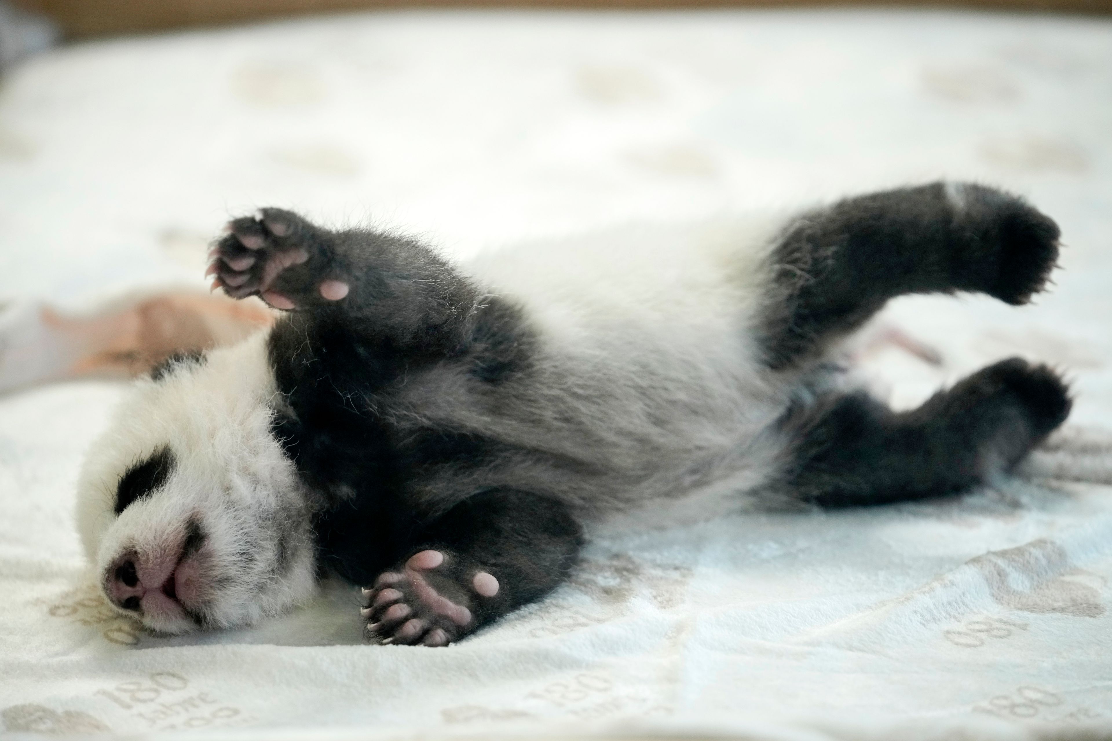 One of the newly born twin panda bear cubs is presented to the media at the Zoo in Berlin, Germany, Tuesday, Oct. 15, 2024. (AP Photo/Ebrahim Noroozi)