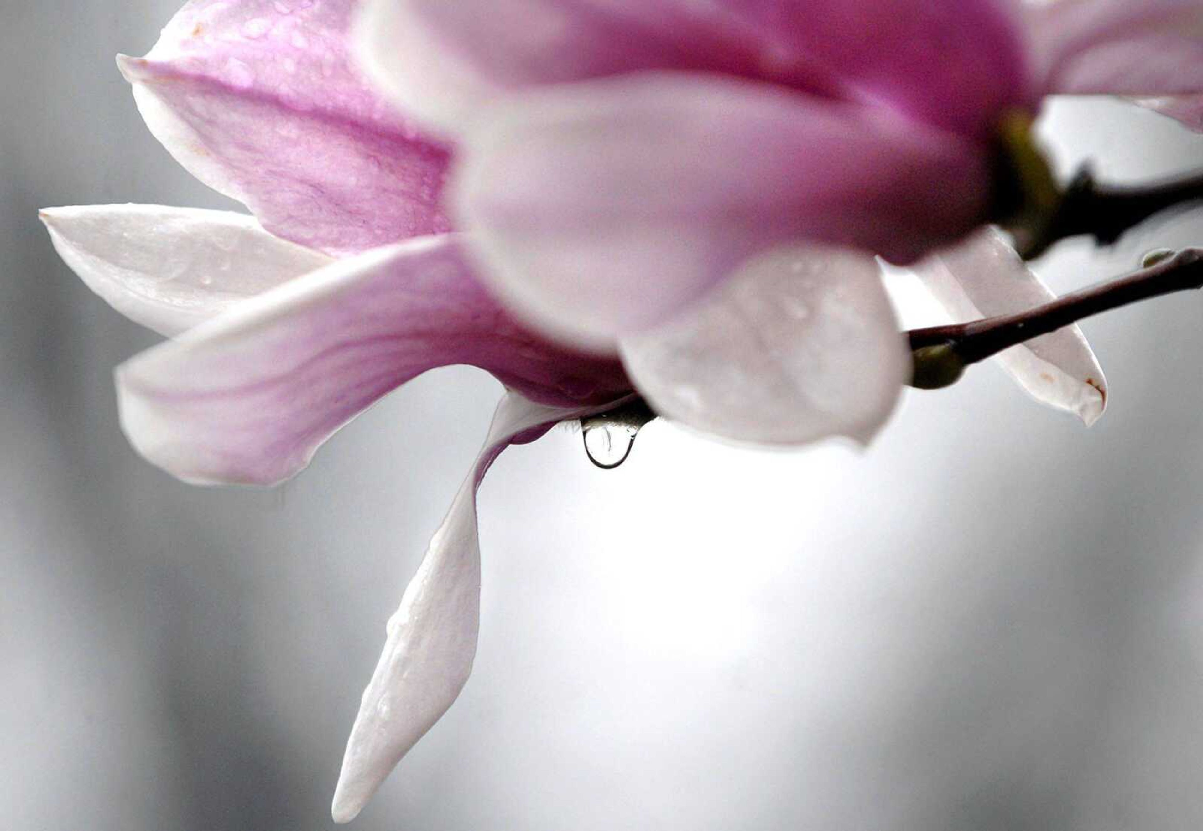 A rain drop hangs from a magnolia blossom Thursday, March 8, 2012 in Cape Girardeau. (Laura Simon)