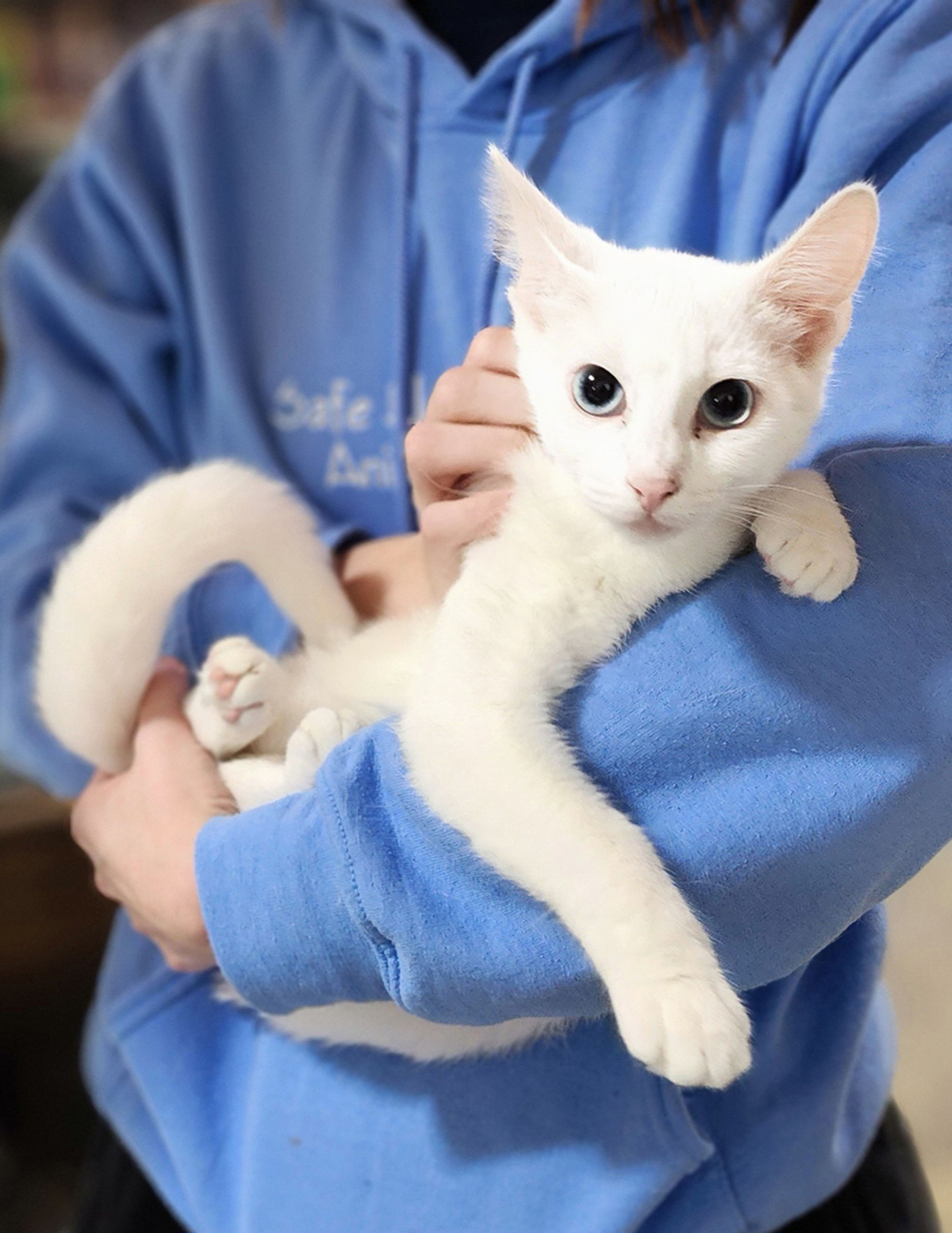 Trixie and Trinket are two almost twin females. This is Trixie. She is 6-months-old. She is skittish at first but warms up to you quickly. If you have room in your heart and home for Trixie, Trinket or any other pet, visit us at 359 Cree Lane near Jackson any weekday or weekend from 8 a.m. to noon. Visitors are always welcome to play with our pets.