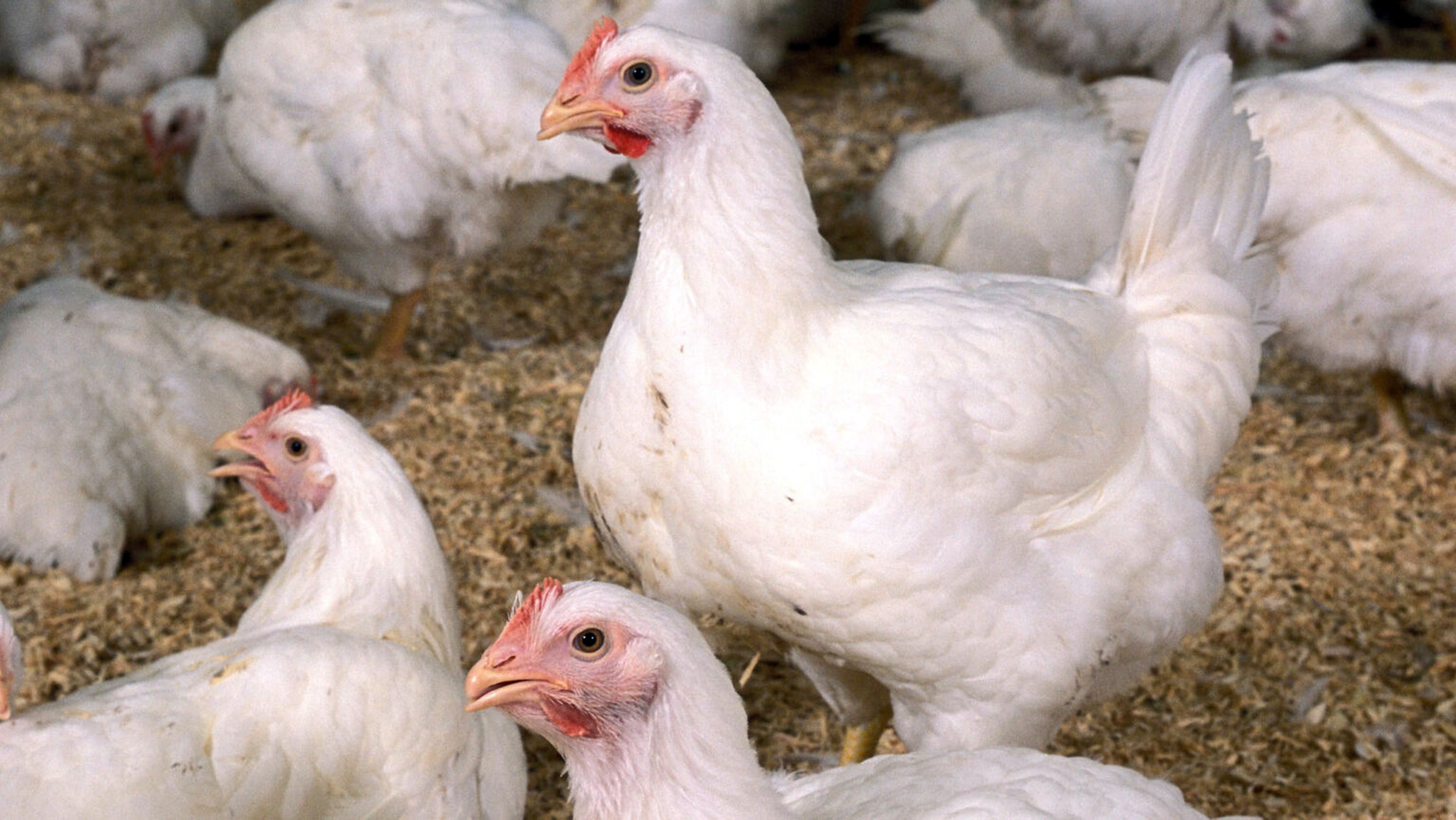 CDC conducting extensive probe into bird flu contracted by Missouri resident