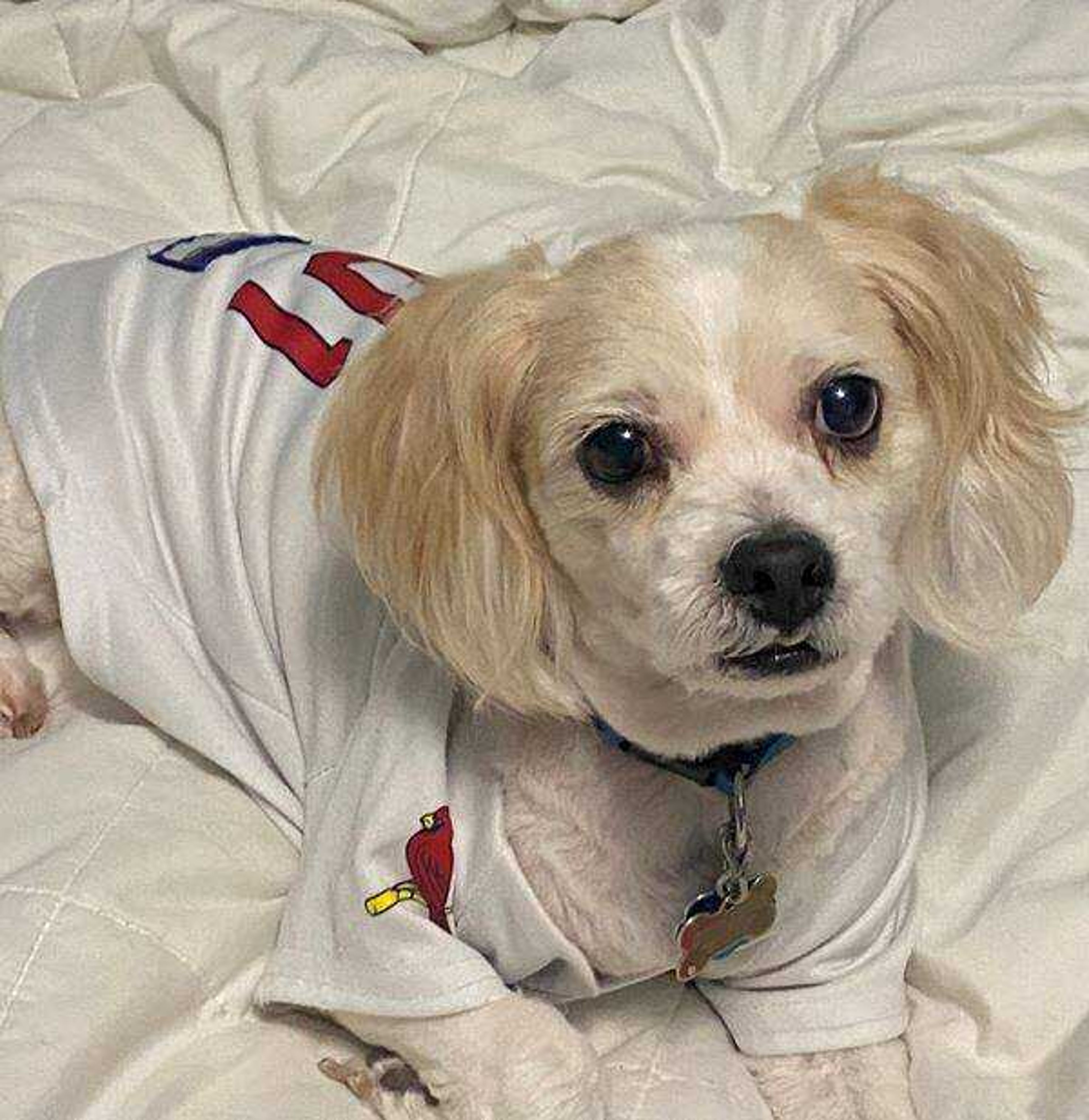 Meet Bentley -&nbsp;He loves St Louis Cardinals! Just waiting for the lockout to be over. Look at that sad face&nbsp;