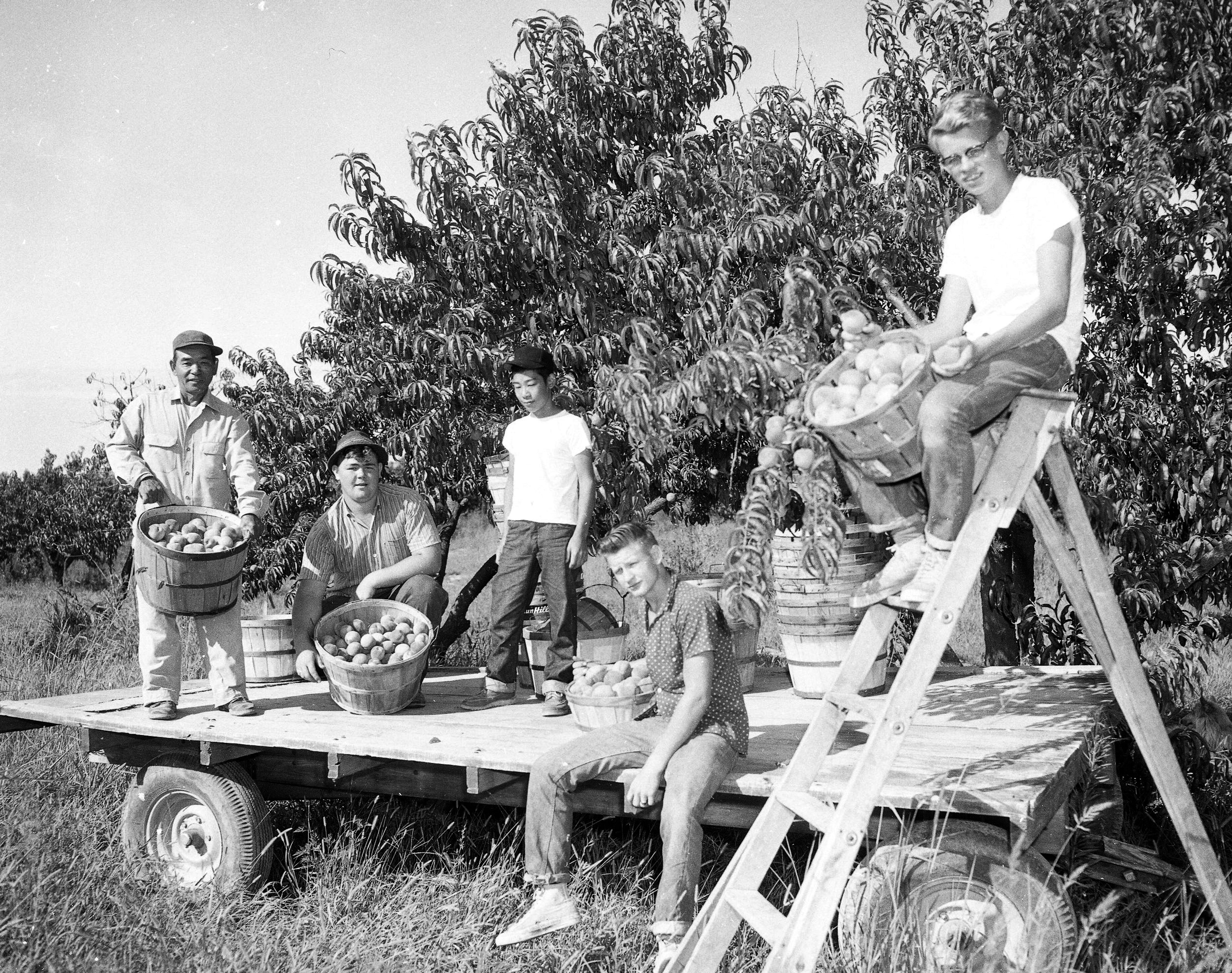 Cape Girardeau County's peach harvest, ample and mouth watering in quality, was rolling from its orchards the week of Aug. 16, 1961. Here a few of the 8,000 bushels from 2,000 trees are being harvested at the Central Packing Co. orchard on Highway 61, formerly the Schulz orchard. Construction of Interstate 55 took 1,200 trees out of production. Pictured are, from left, Y. Suzuki, orchard manager; Don Knapp, Pat Suzuki, Elsworth Statler and Joe Koch.