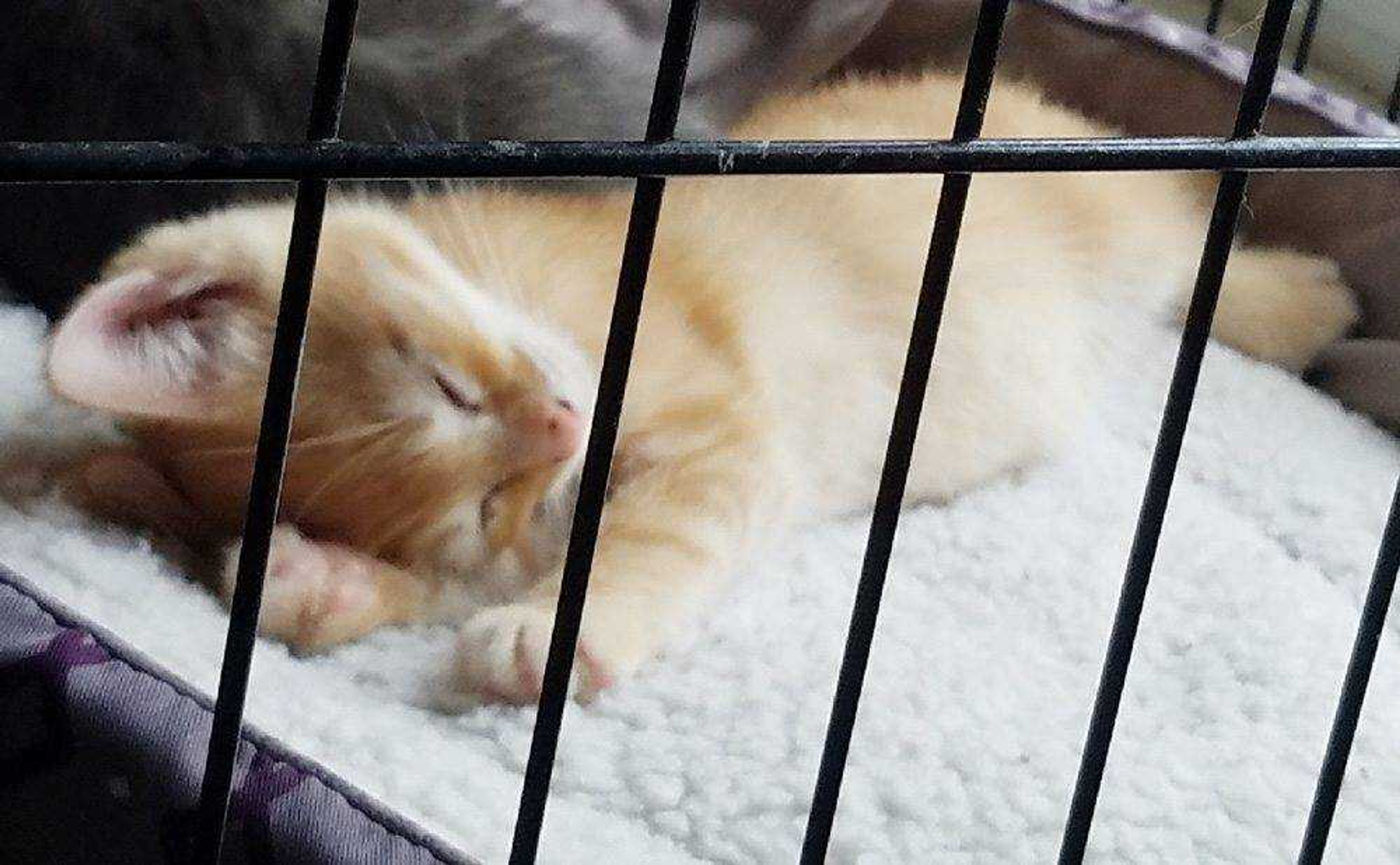 This cute little orange guy is Scooter. He is 8 weeks old and needs a loving home! He is available for adoption at Safe Harbor; call (573) 243-9823.