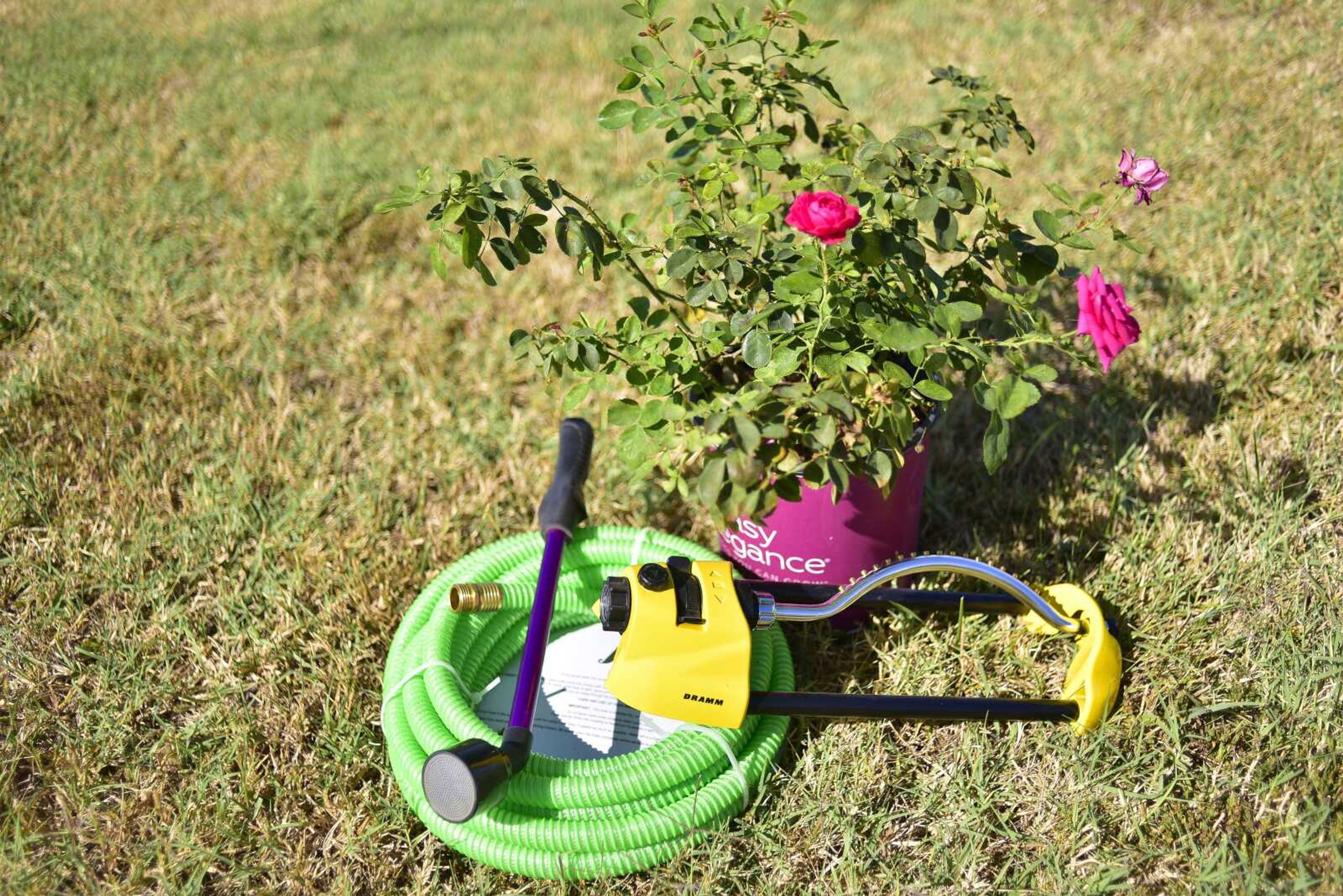 A hose and a sprinkler sit next to a rose plant Thursday at Sunny Hill Gardens and Florist.