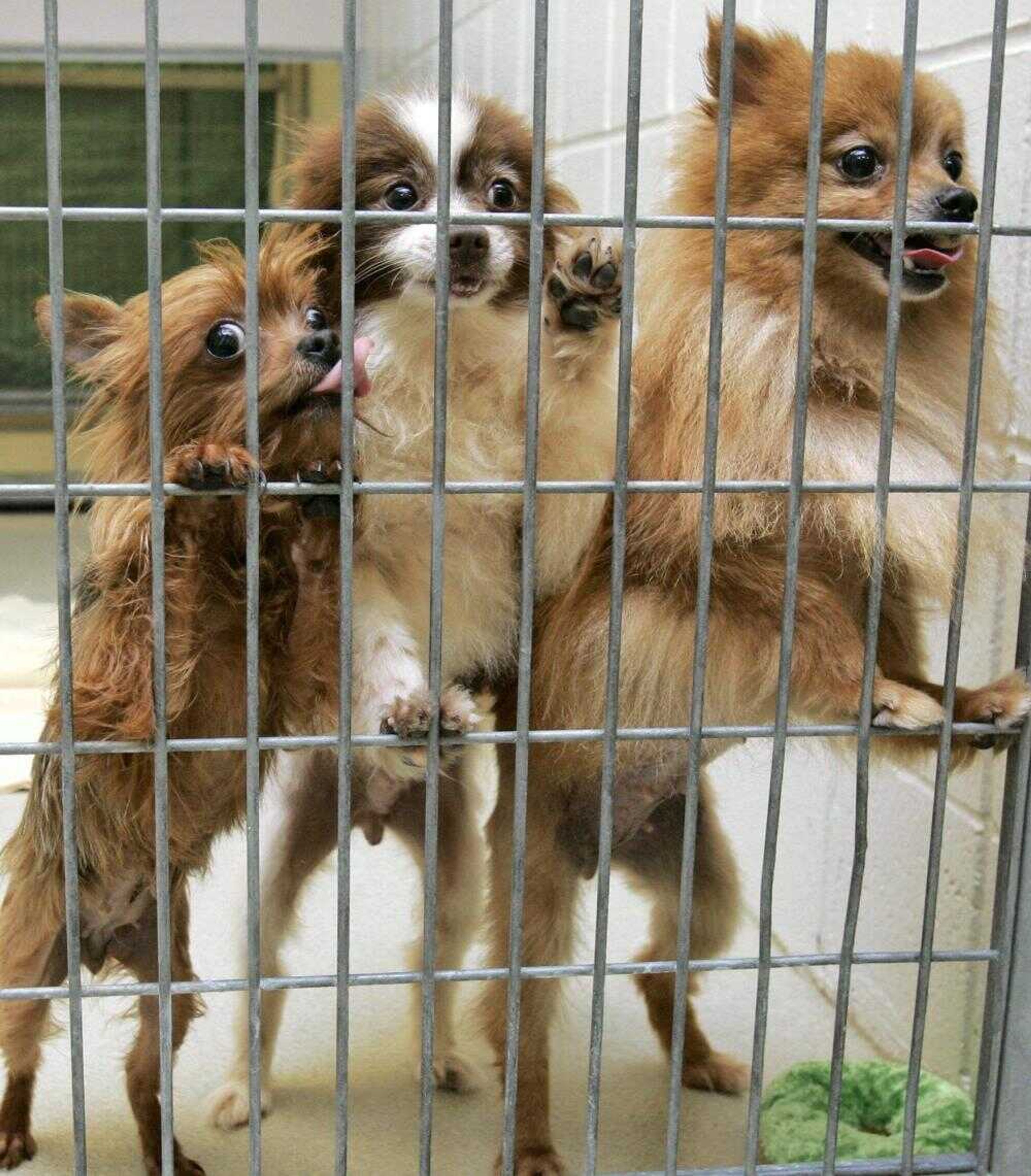 Dogs rescued from a puppy mill in Lexington, Neb., were seen Wednesday at the Omaha Humane Society, in Omaha, Neb. (NATI HARNIK ~ Associated Press)