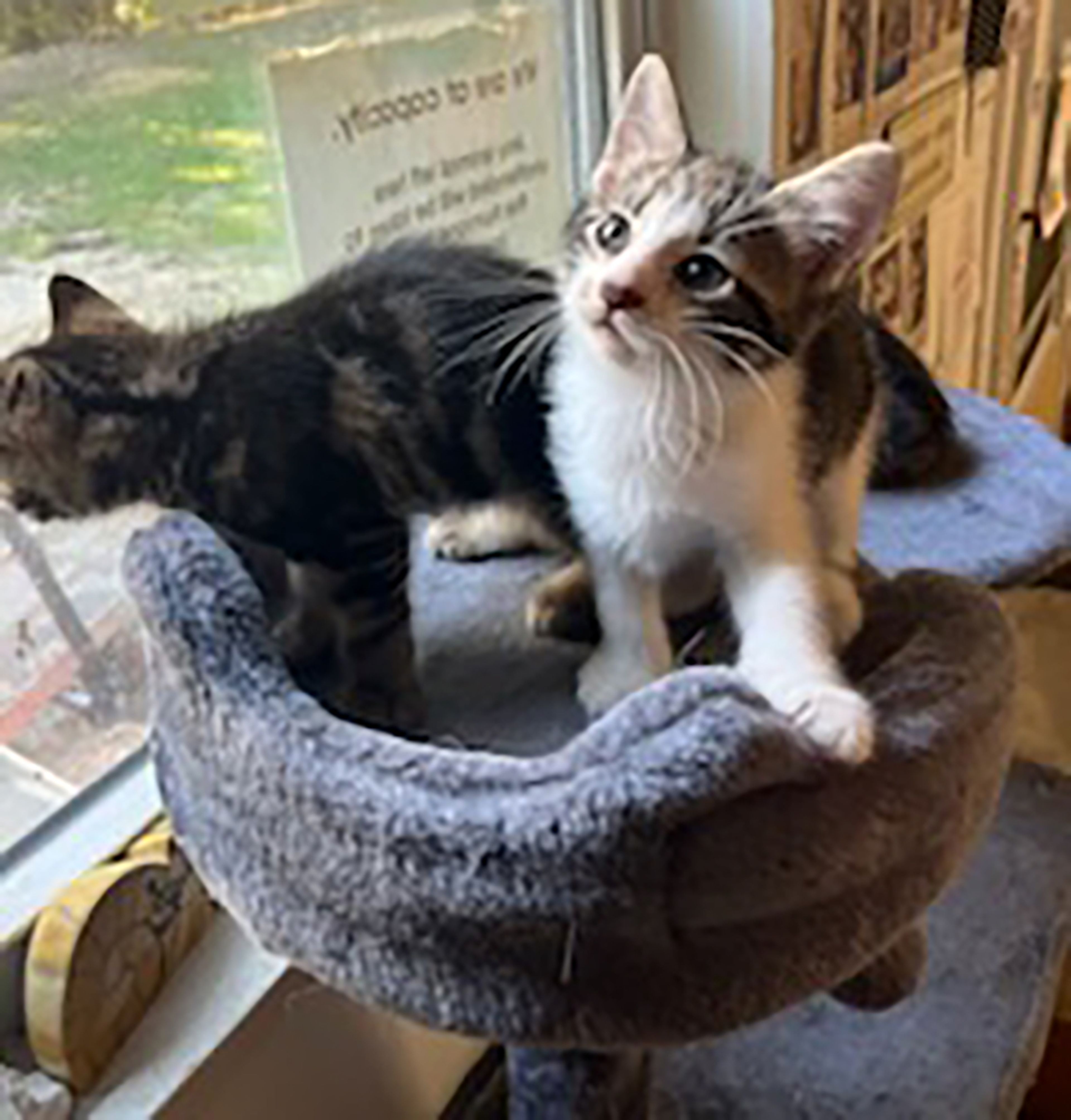 Able and sister Candicane are 9 weeks old and ready for a happy ever after. If you have room in your heart and home for Able, Candicane or any other pet, visit us at 359 Cree Lane near Jackson any weekday or weekend from 8 a.m. to noon. Visitors are always welcome to play with our pets.