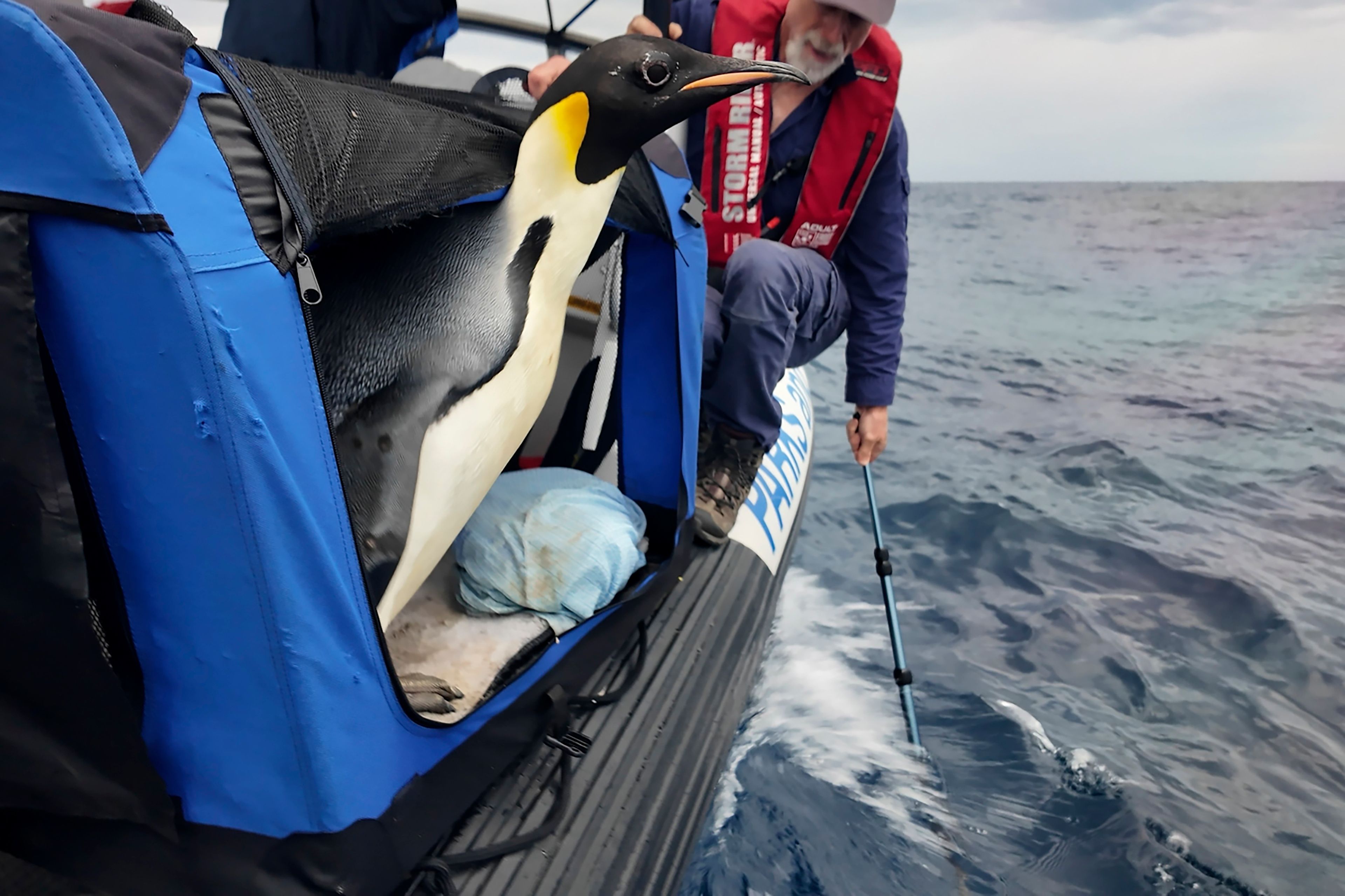 Emperor penguin released at sea 20 days after waddling onto Australian beach