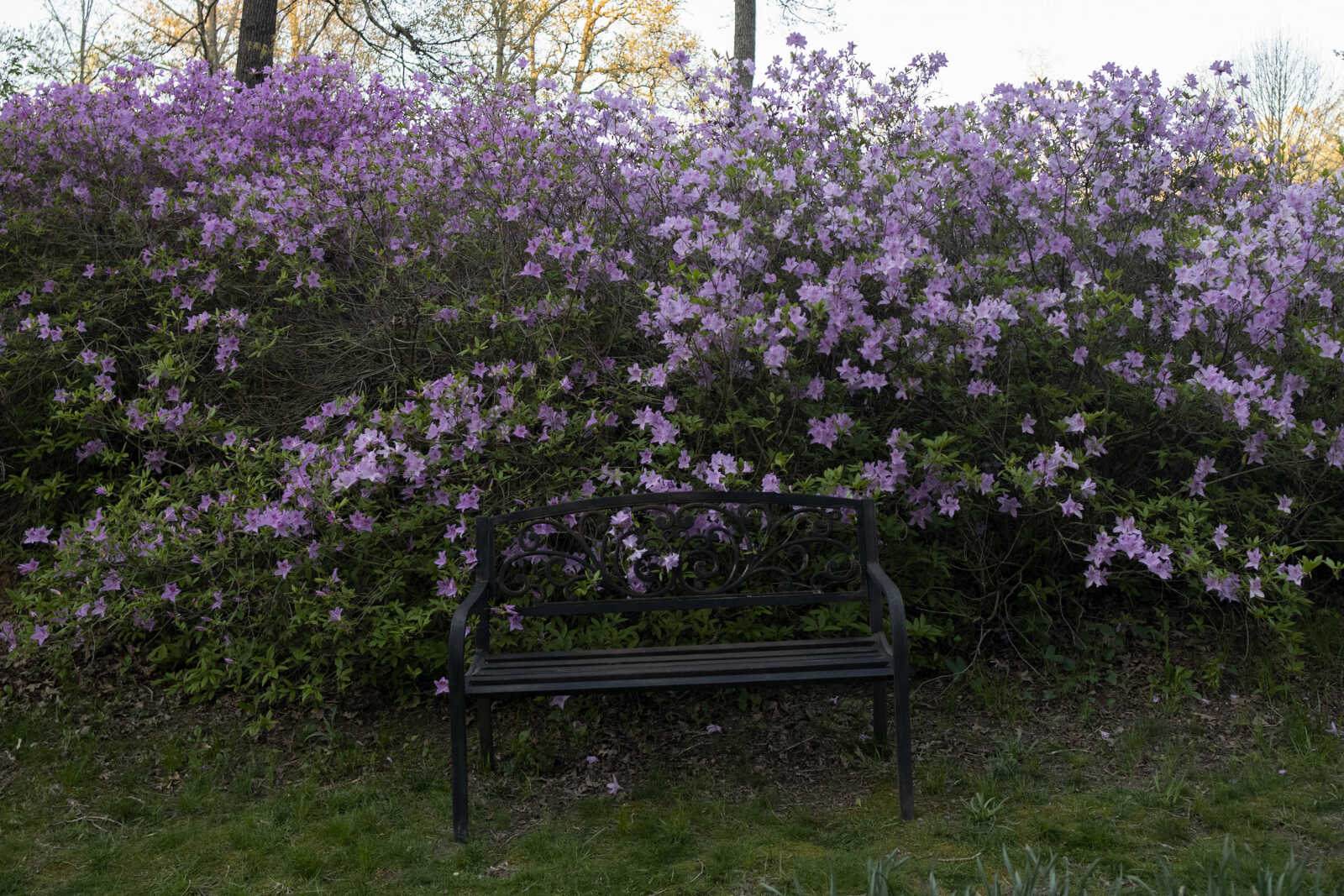 Pinecrest Azalea Gardens in bloom