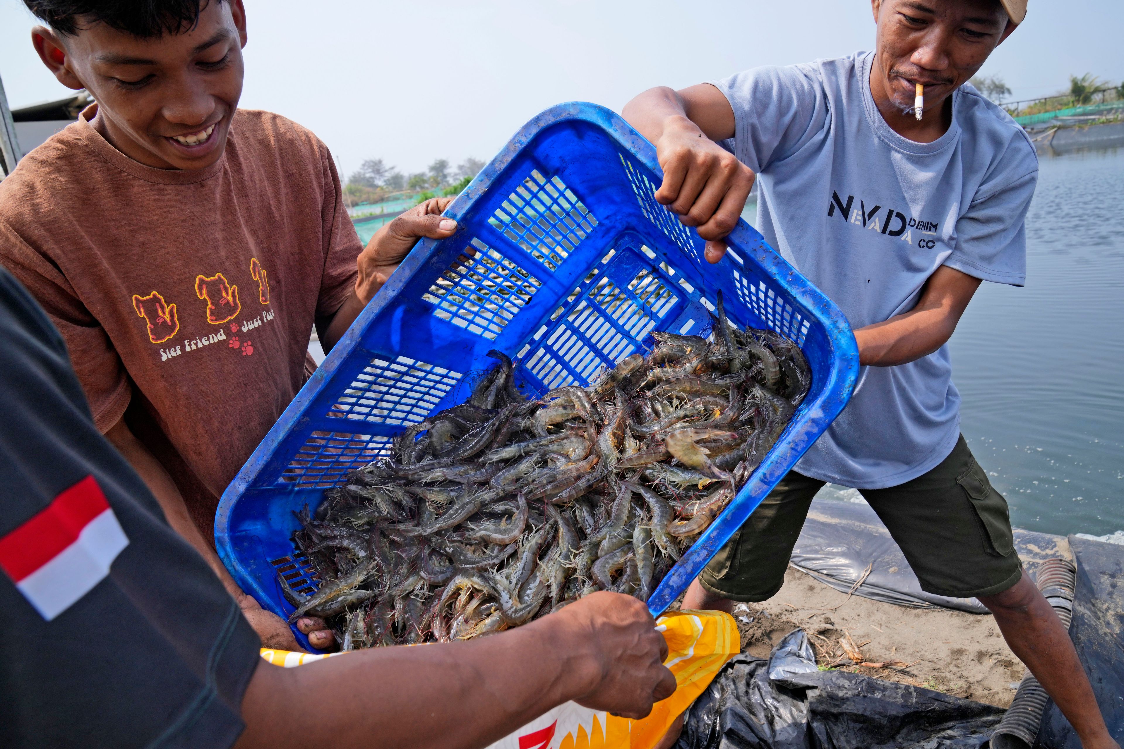 Farm workers Andika Yudha Agusta, right, and his brother Dias Yudho Prihantoro, left, harvest shrimps at a farm in Kebumen, Central Java, Indonesia, Tuesday, Sept. 24, 2024. (AP Photo/Dita Alangkara)