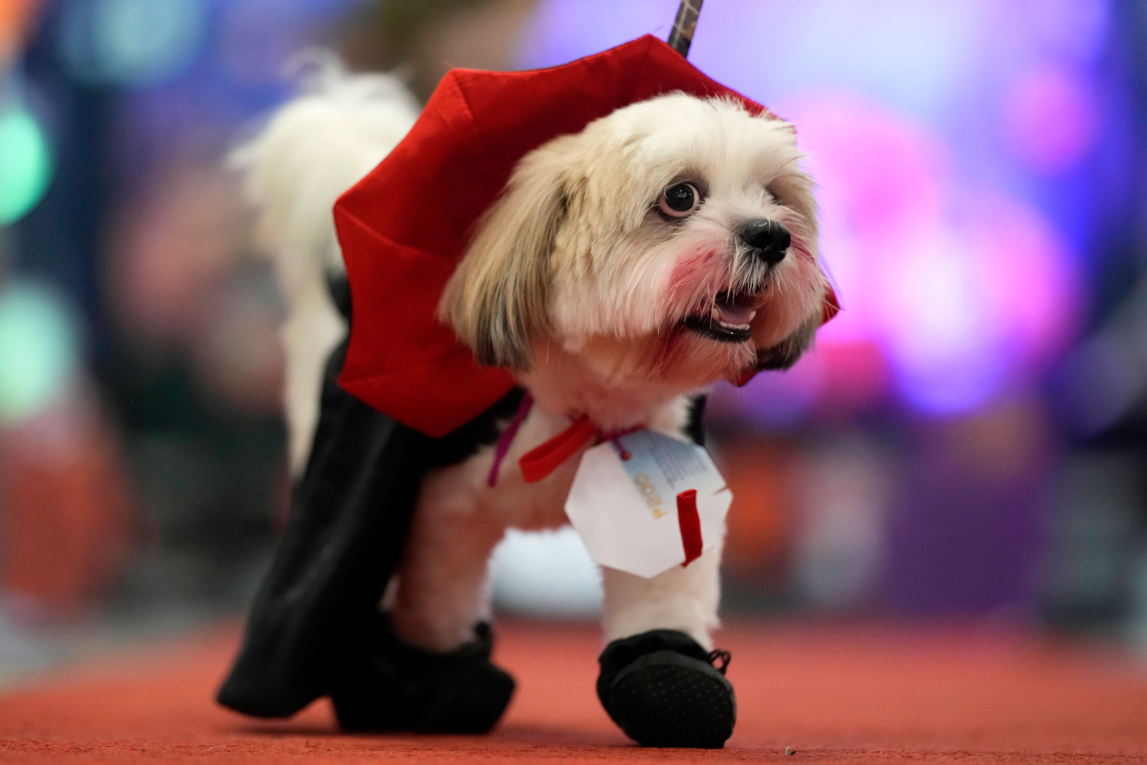 A dog named Yummie wears a Dracula costume during a Halloween pet party at a mall in Valenzuela city, Philippines on Saturday, Oct. 19, 2024. (AP Photo/Aaron Favila)