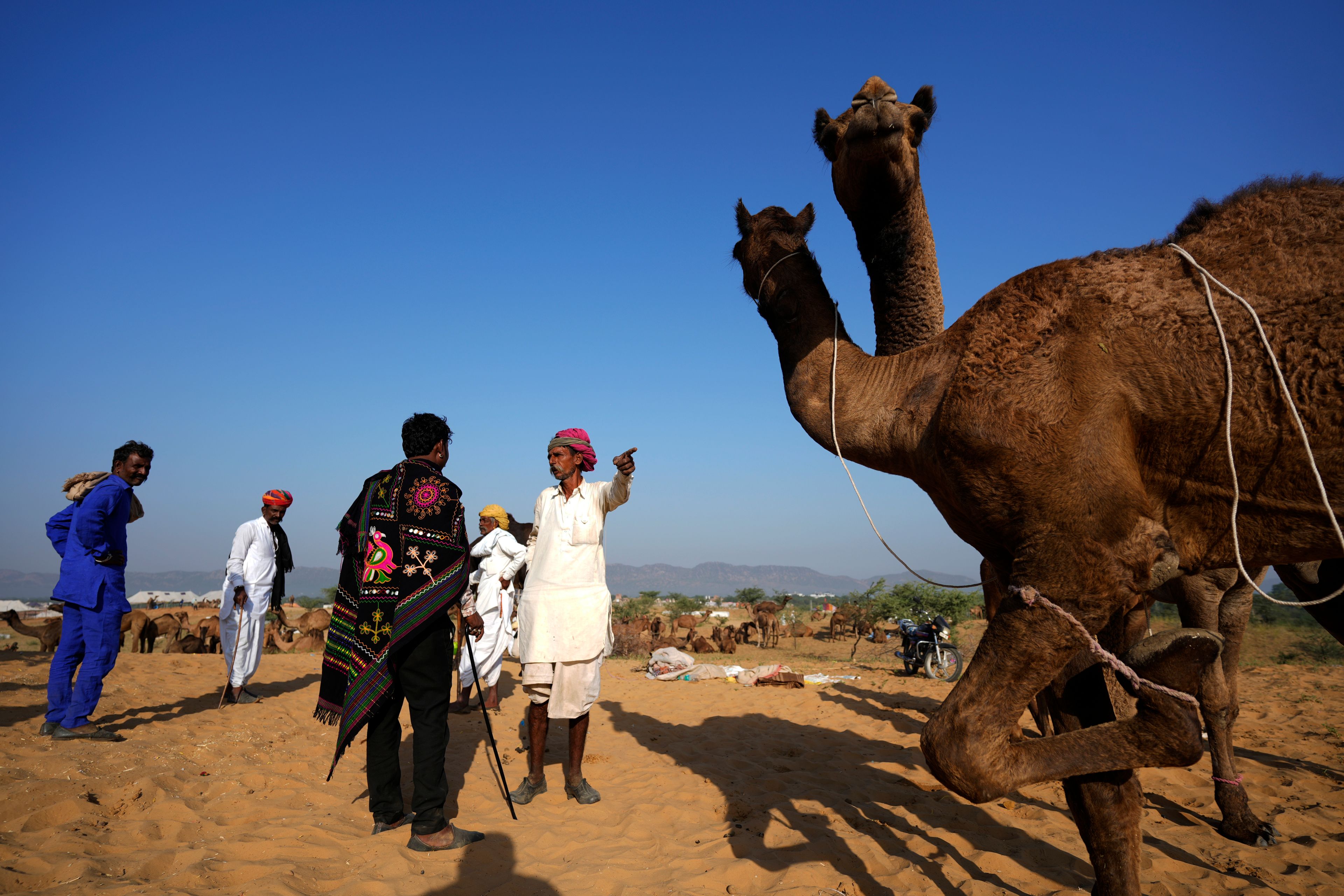 A camel herder negotiates with a buyer at a camel fair in Pushkar, in the northwestern Indian state of Rajasthan, Monday, Nov. 4, 2024. (AP Photo/Deepak Sharma)