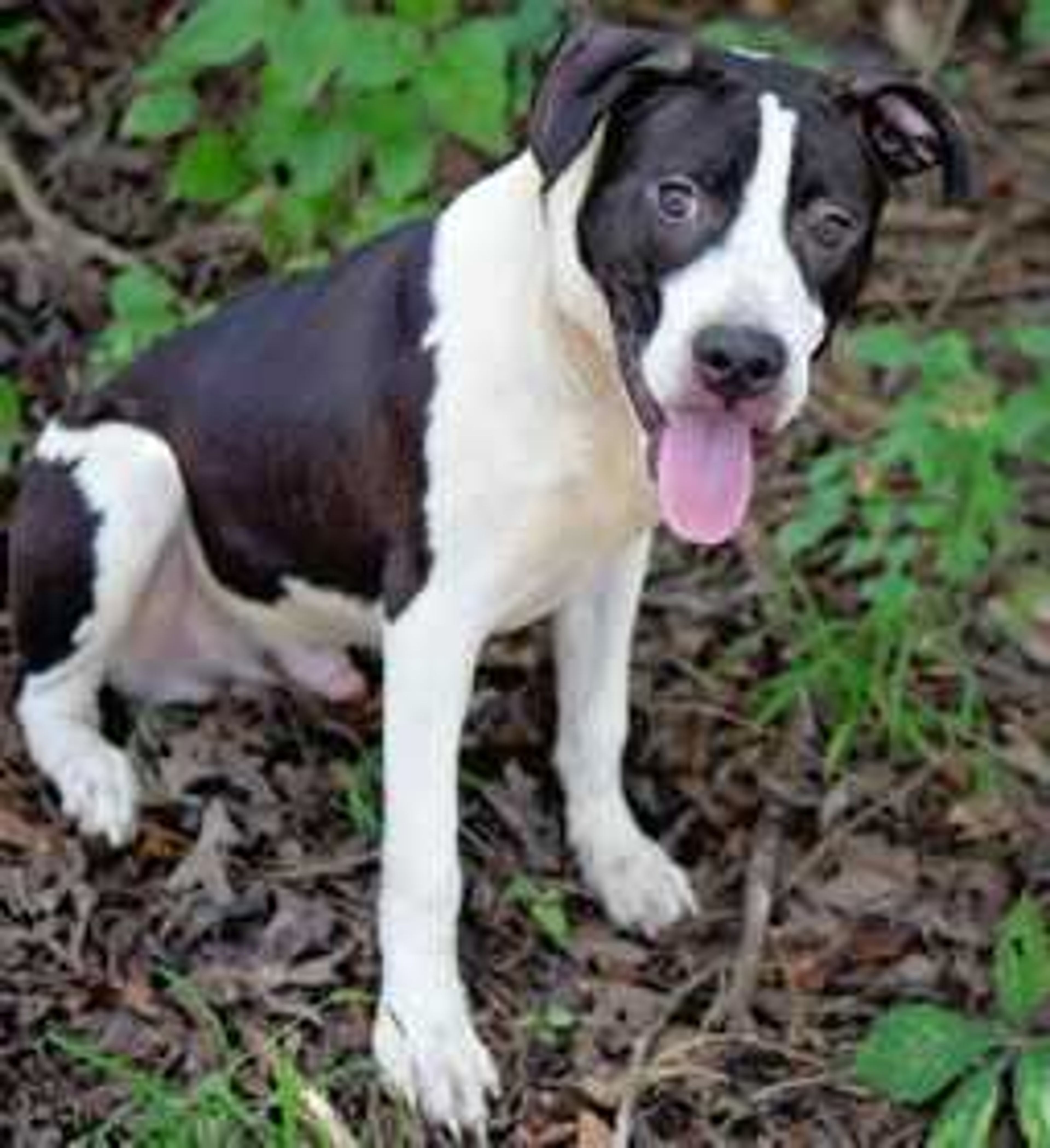 Two vans from Cape Girardeau traveled to Sorrento, Louisiana over the weekend to save animals endangered by Hurricane Ida. This dog, one of 10 rescued by the Humane Society of Southeast Missouri, is pictured after arrival at the shelter Sunday.