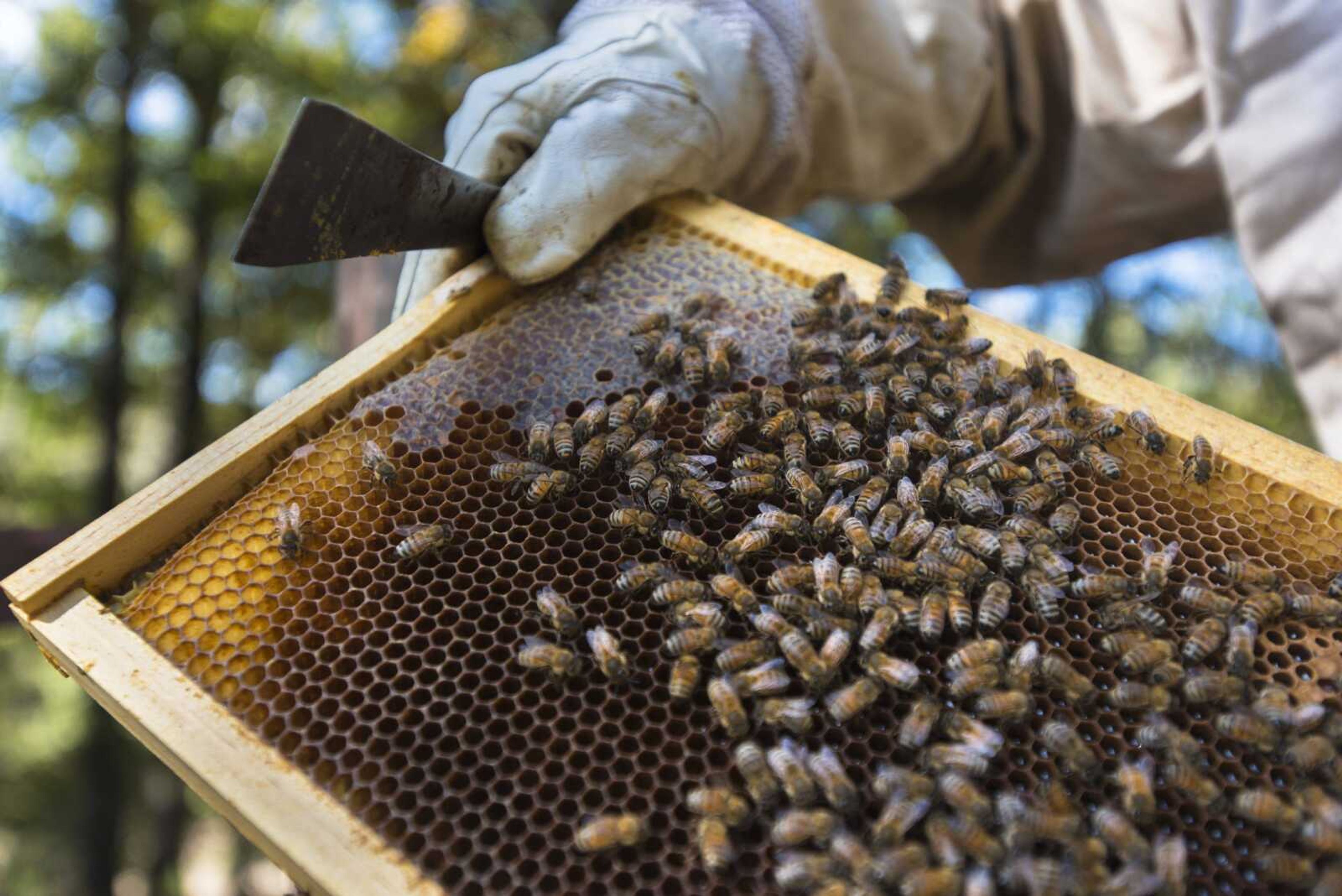 Carmen McNeely tends to her beehives Oct. 17, 2017 at her home in Fruitland.