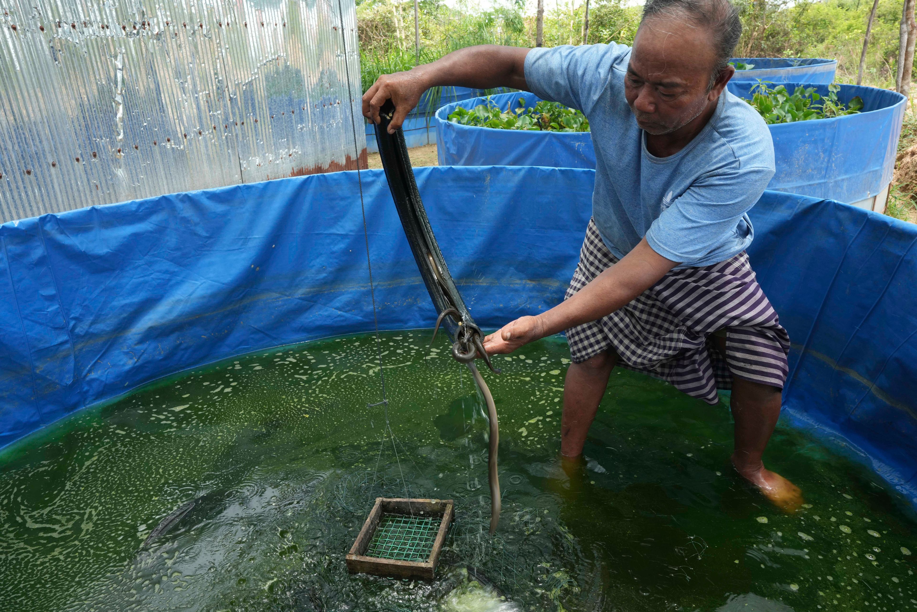 Cambodian fishermen turn to raising eels as Tonle Sap lake runs out of fish