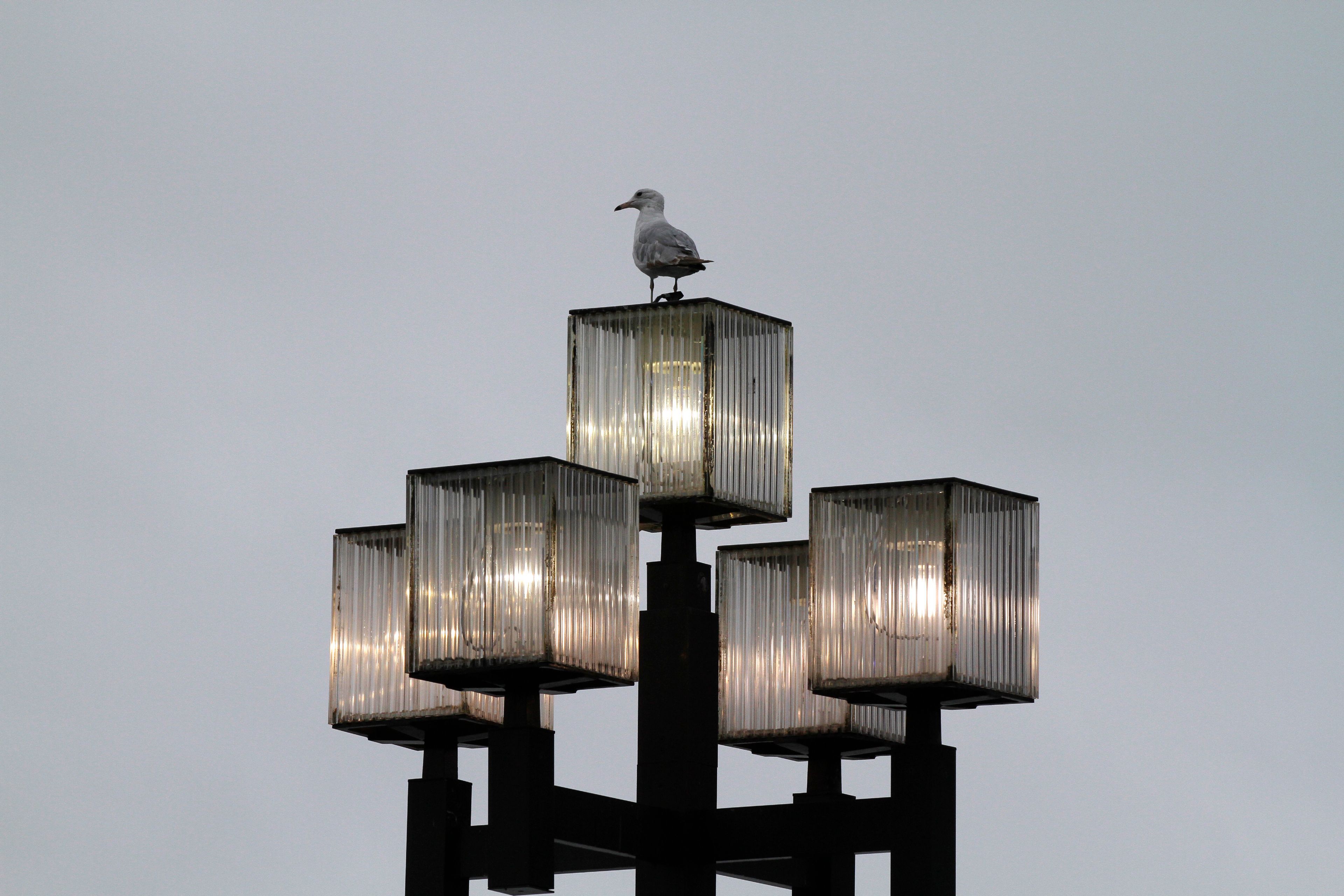 FILE - A seagull rests on a light pole in the Inner Harbor in Baltimore on June 16, 2010. A new study finds that more than 1 billion birds are killed annually in the U.S. in collisions with windows. (AP Photo/Rob Carr, File)