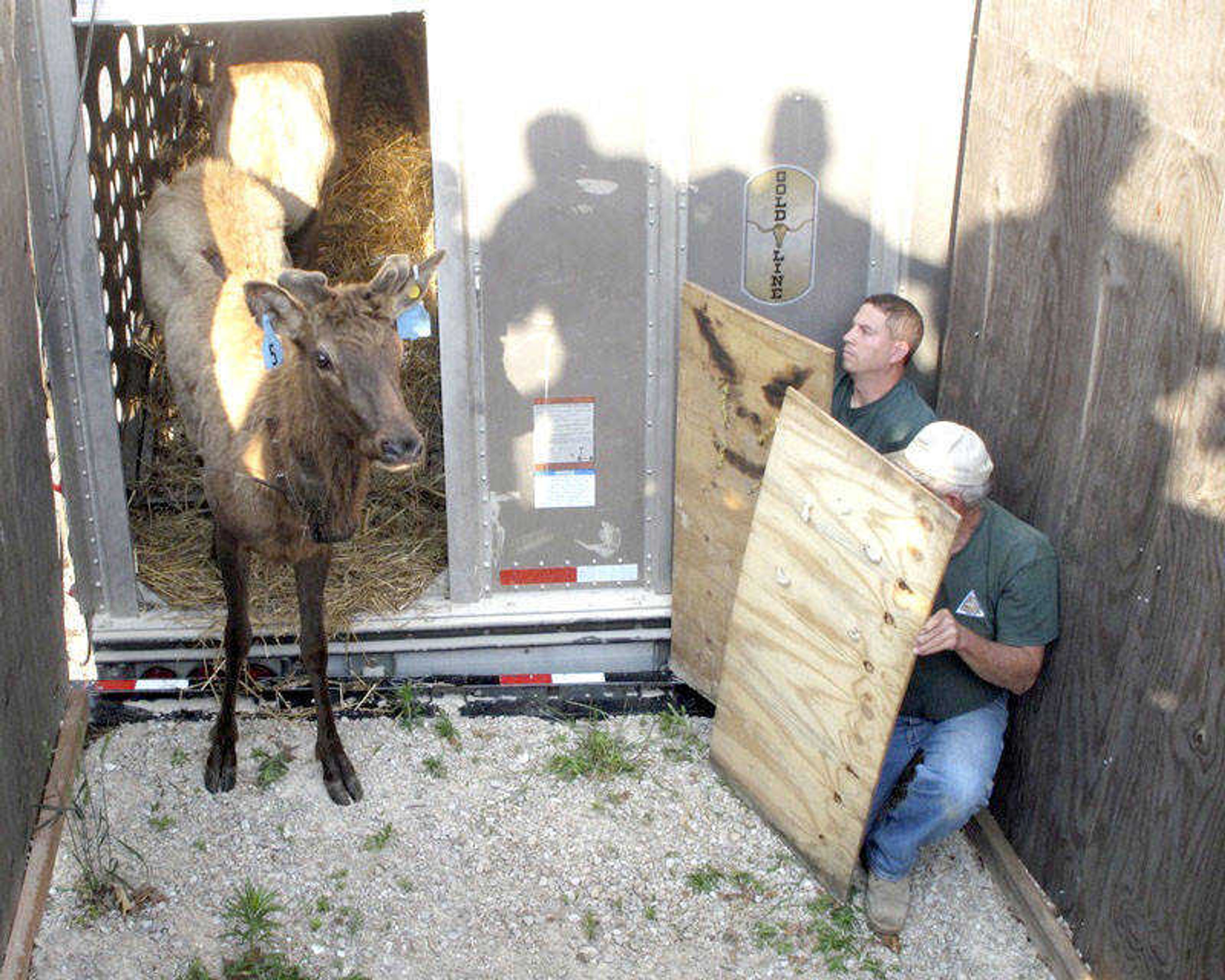 The first elk steps off the truck into the holding facility at Peck Ranch Conservation Area on Saturday, May 19. (MDC photo by Candice Davis)