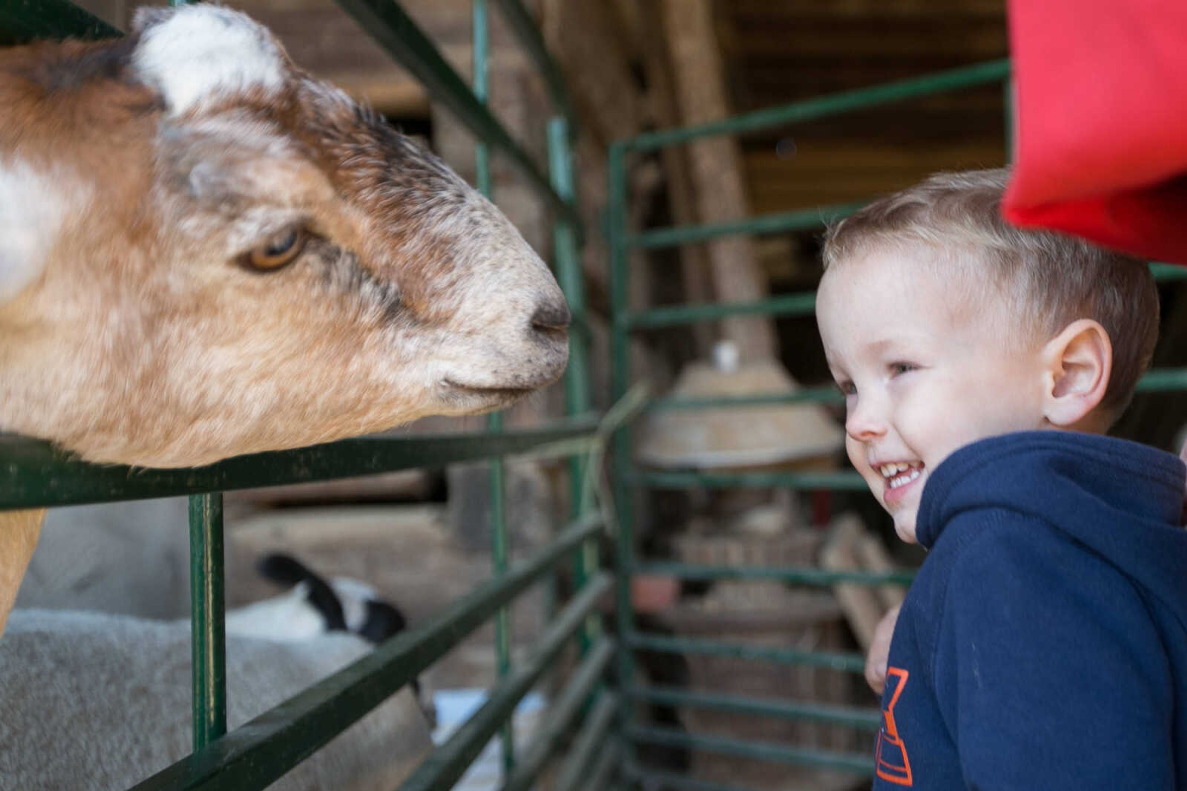 GLENN LANDBERG ~ glandberg@semissourian.com


Mason Lorenz meets a goat during the Fall Festival at the Saxon Lutheran Memorial in Frohna, Missouri, Saturday, Oct. 10, 2015.