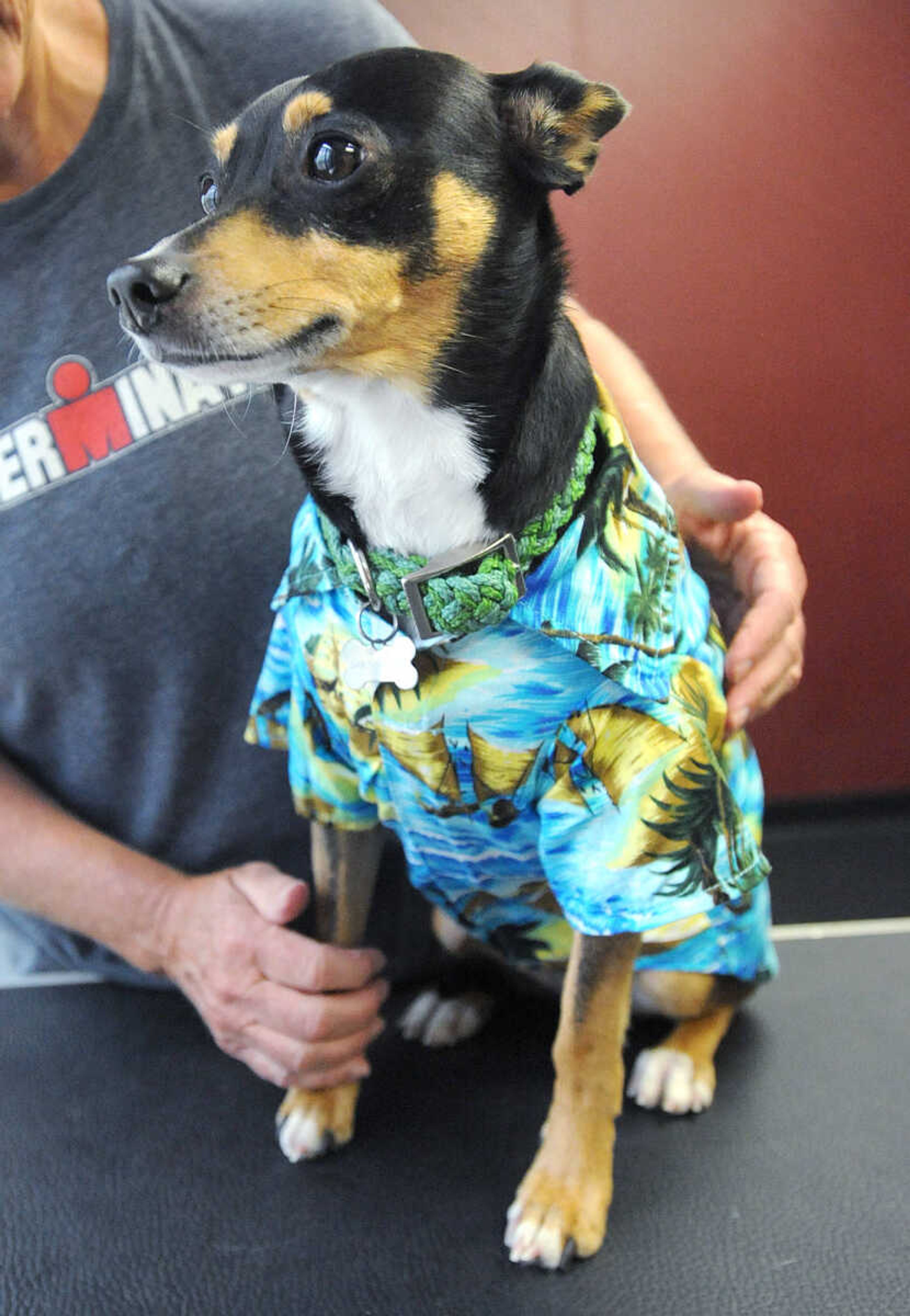 LAURA SIMON ~ lsimon@semissourian.com

Frankie gets in party mode by wearing his Hawaiian shirt, Saturday, July 12, 2014, during the Bow Wow Luau at Busch Pet Products and Care in Cape Girardeau.