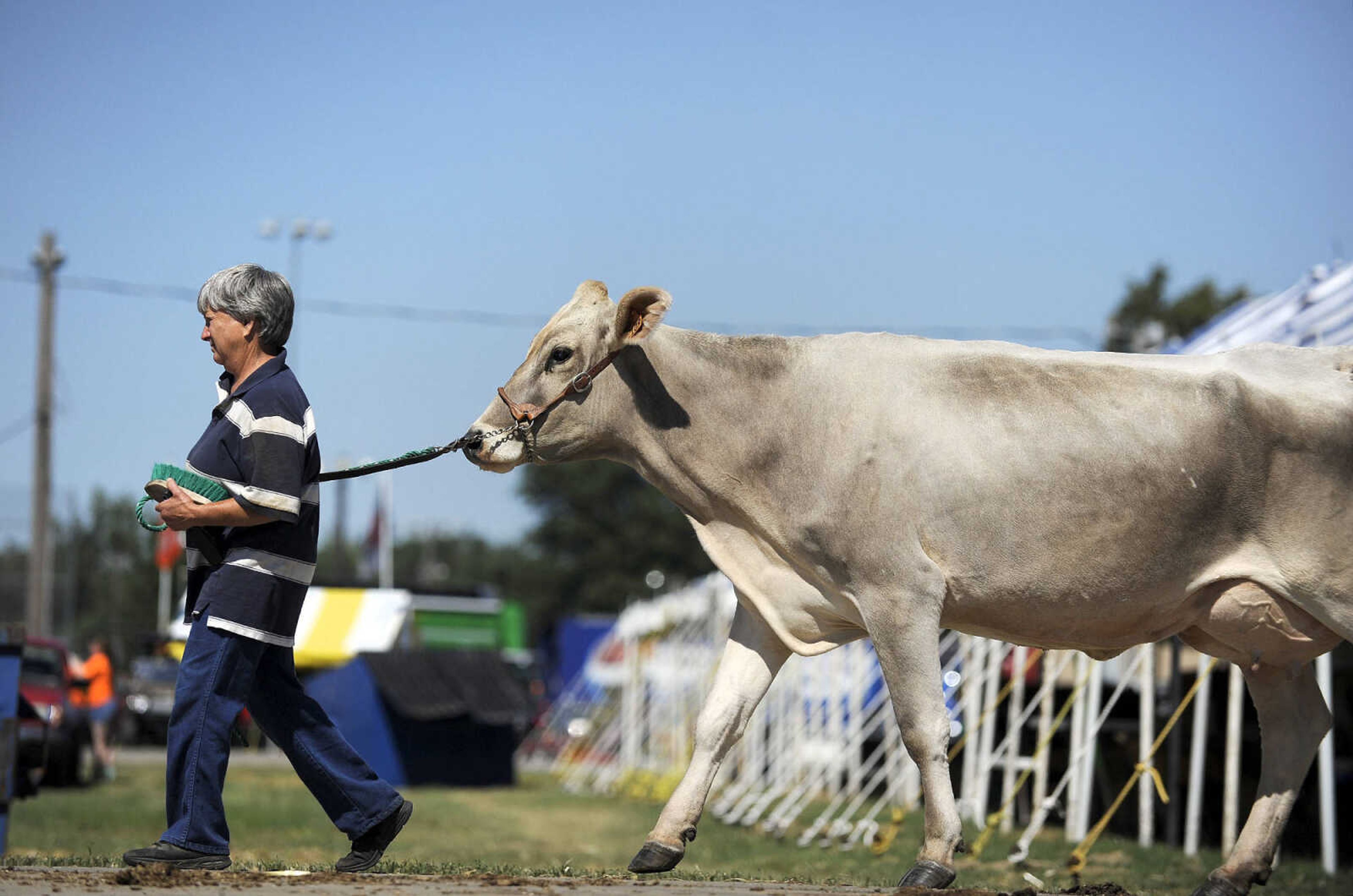 LAURA SIMON ~ lsimon@semissourian.com

Evelyn Roedl leads a Brown Swiss to the Livestock Show Arena for the Brown Swiss judging on Monday, Sept. 12, 2016, during the SEMO District Fair at Arena Park in Cape Girardeau.