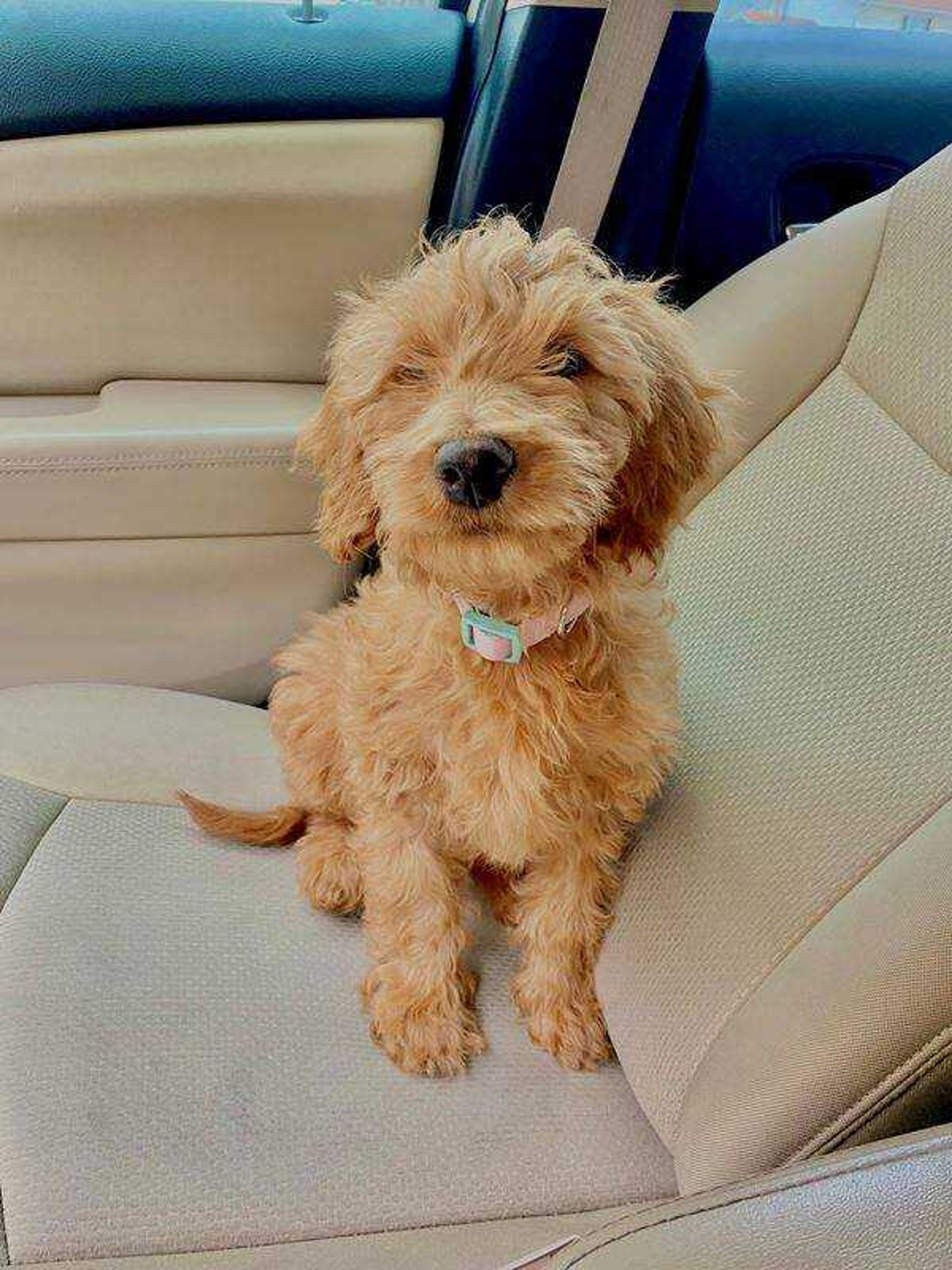 Oaklee -&nbsp;Everyone meet Oaklee Mae! She's 13 weeks &amp; loves to feel the wind on her furry face!