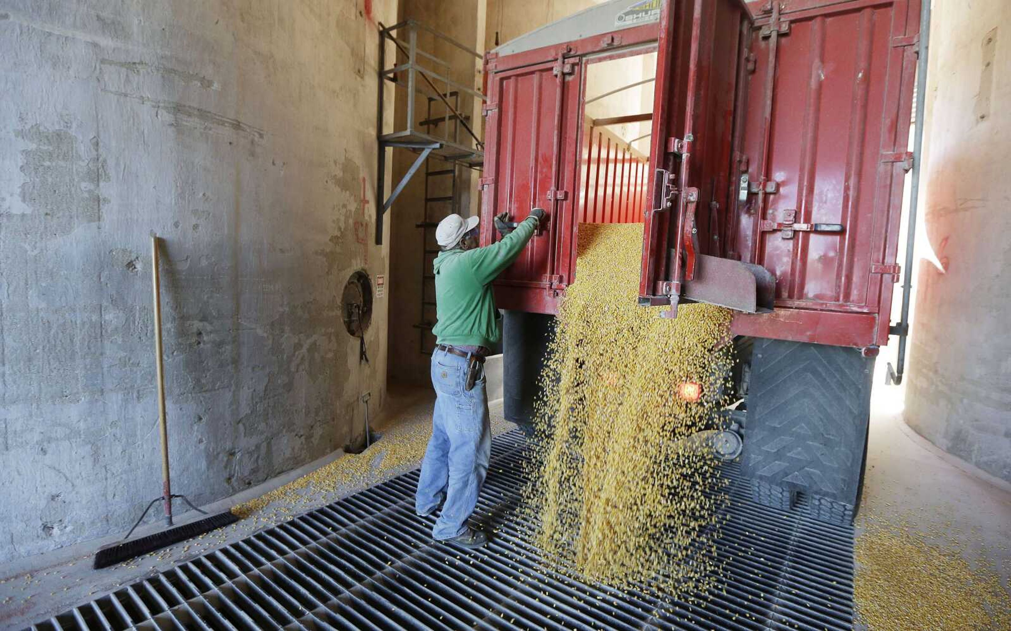 Elevator employee Dennis Black unloads corn for an area farmer at the North Iowa Cooperative on Oct. 7 in Thornton, Iowa. (Charlie Neibergall ~ Associated Press)