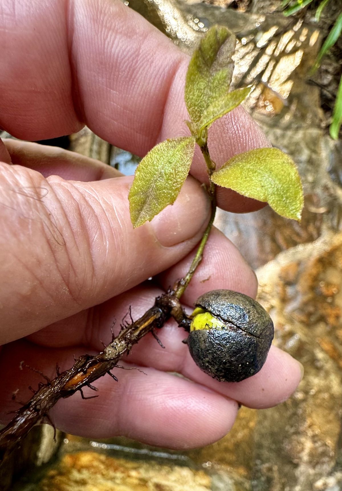 Through the Woods: Seedling of the pin oak tree