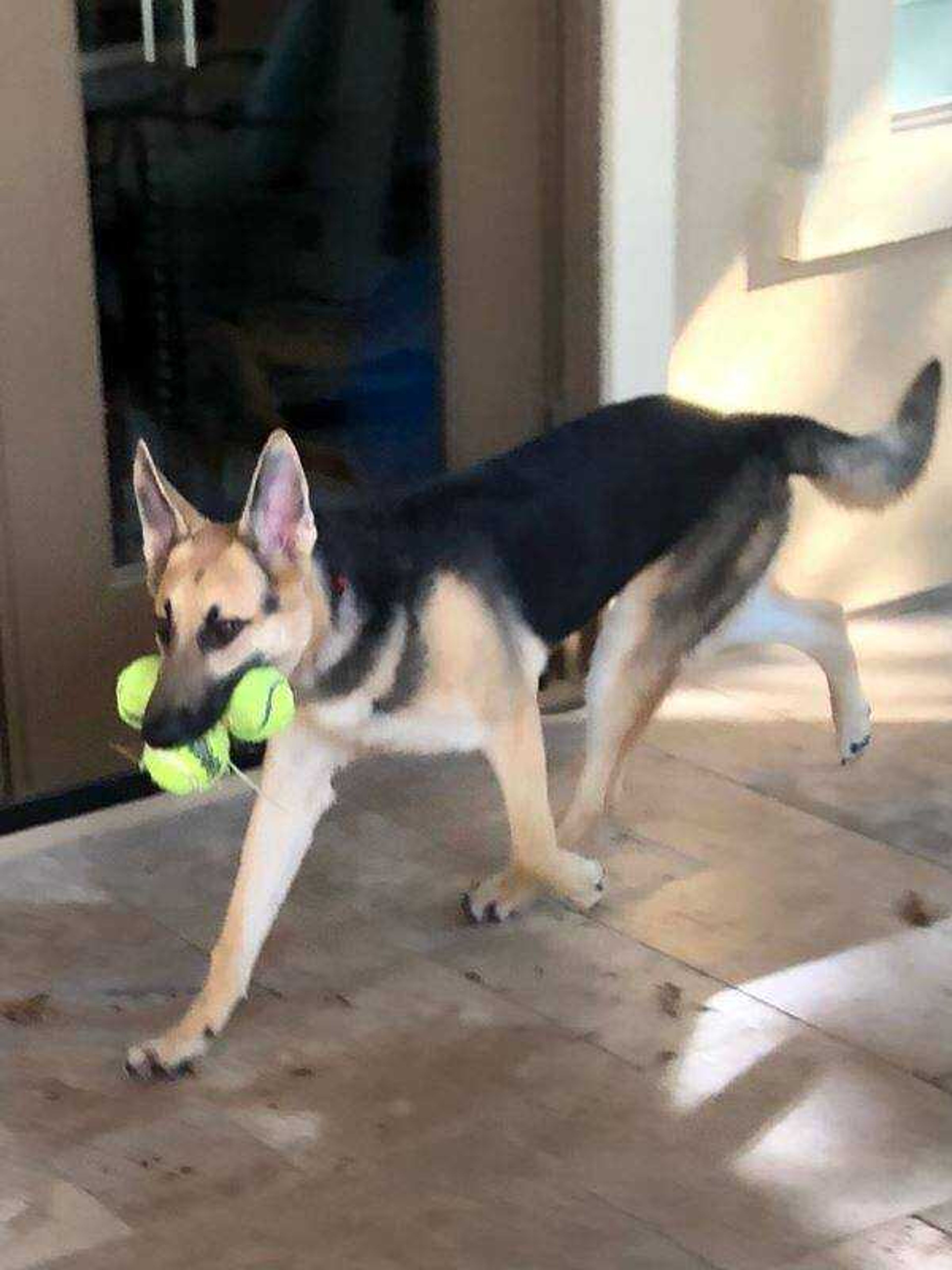 Yadi is always ready to play.&nbsp; -&nbsp; You can never have too many balls to play with.