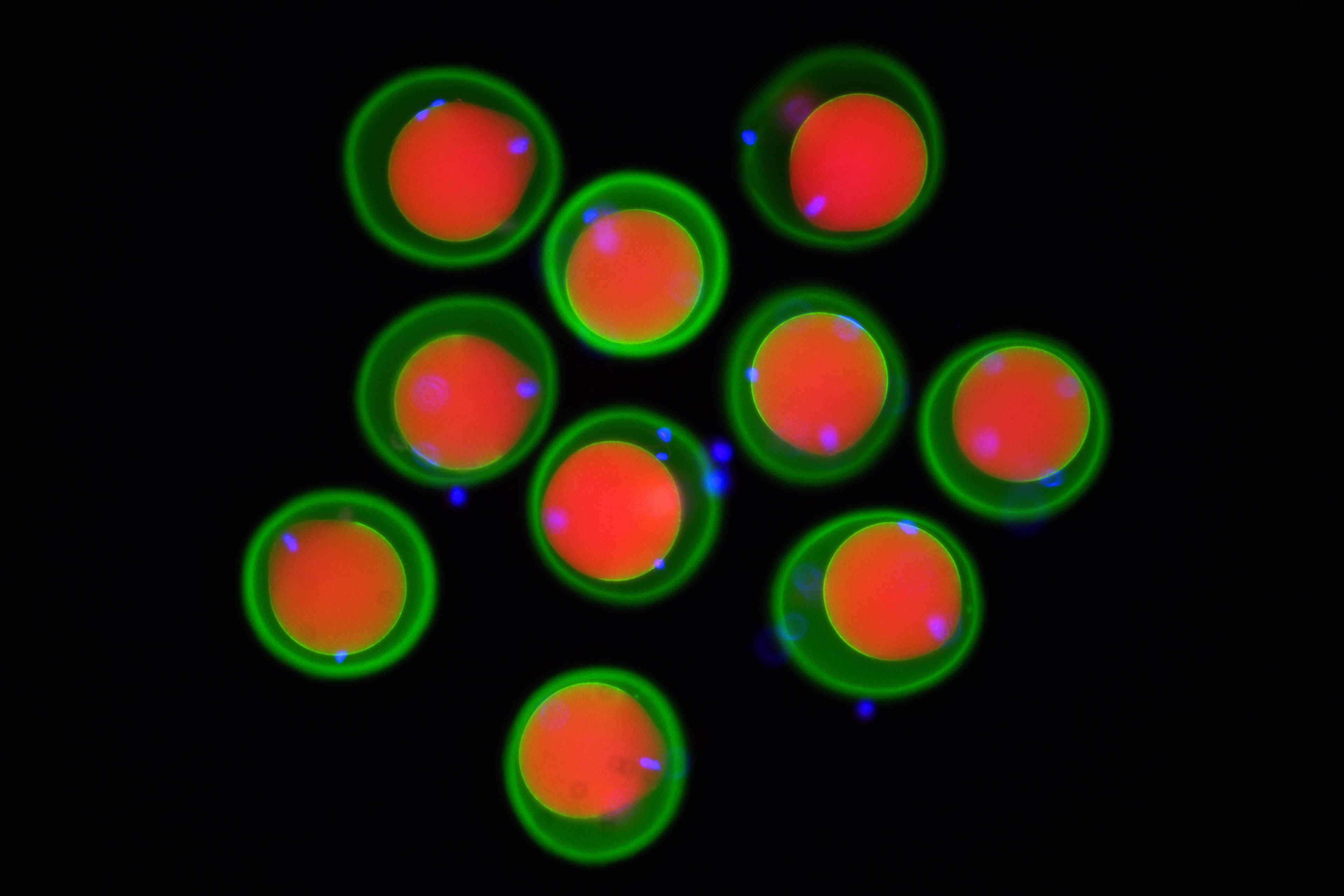 This microscope image provided by Osaka University and the Research Institute of Molecular Pathology in October 2024, shows mouse eggs, marked in red and green, and sperm, marked in blue. (Yonggang Lu/Osaka University/IMP via AP)